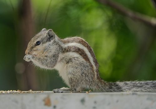 Free A detailed shot of an Indian palm squirrel nibbling on seeds outdoors against a blurred green background. Stock Photo
