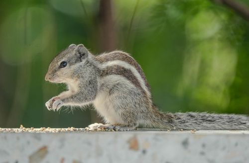 Free A close-up of an Indian Palm Squirrel feeding on grains on a ledge with a green blurred background. Stock Photo