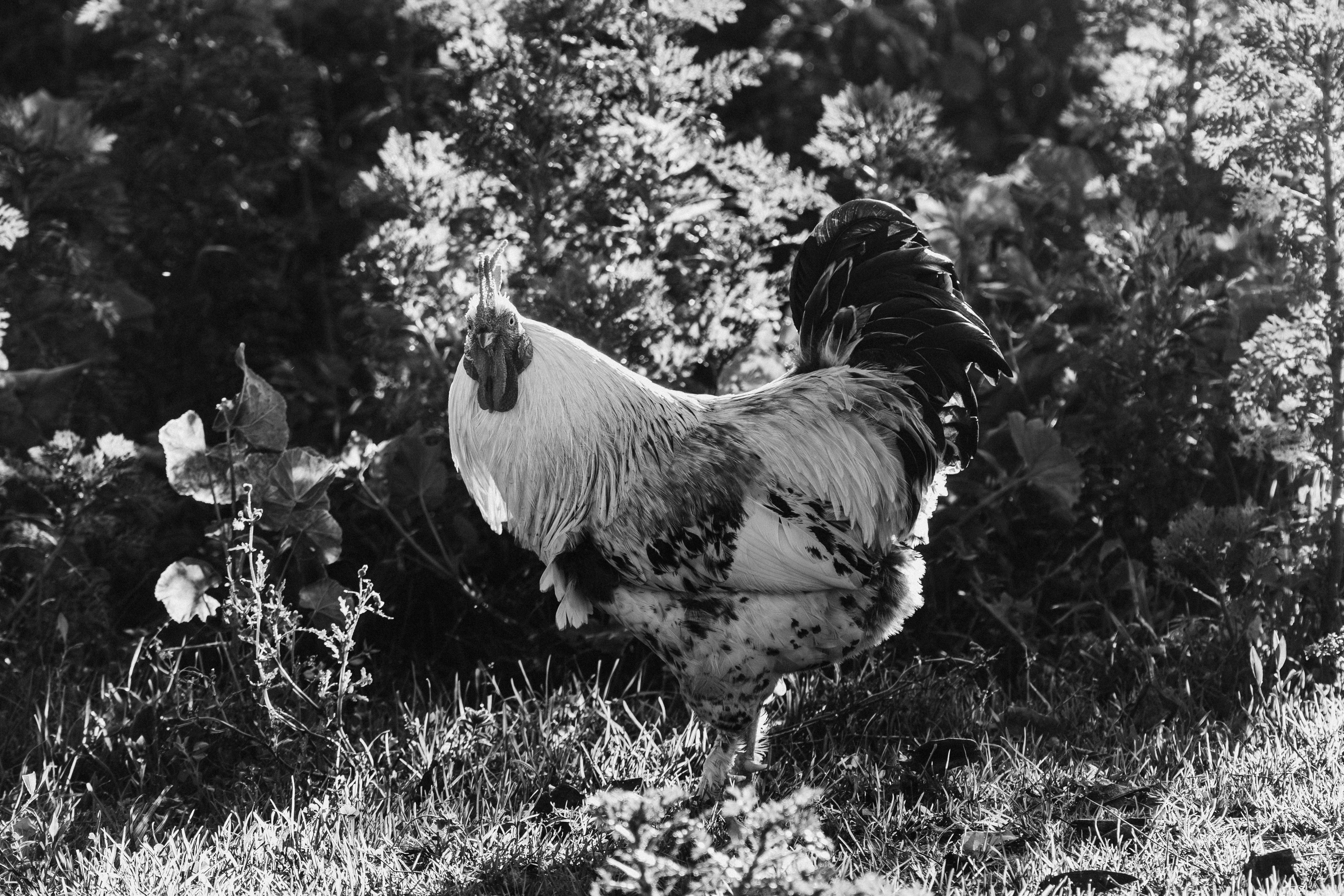 Ross Chicken Photos, Download The BEST Free Ross Chicken Stock Photos ...