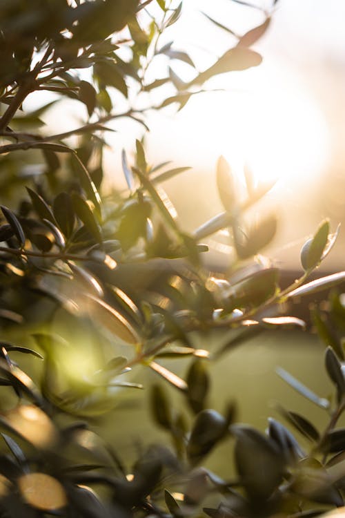 太陽, 樹, 橄榄 的 免费素材图片