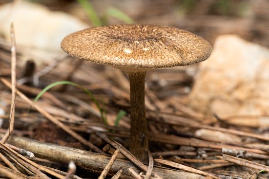 Macro shot of a Mycena mushroom surrounded by pine needles in a forest.