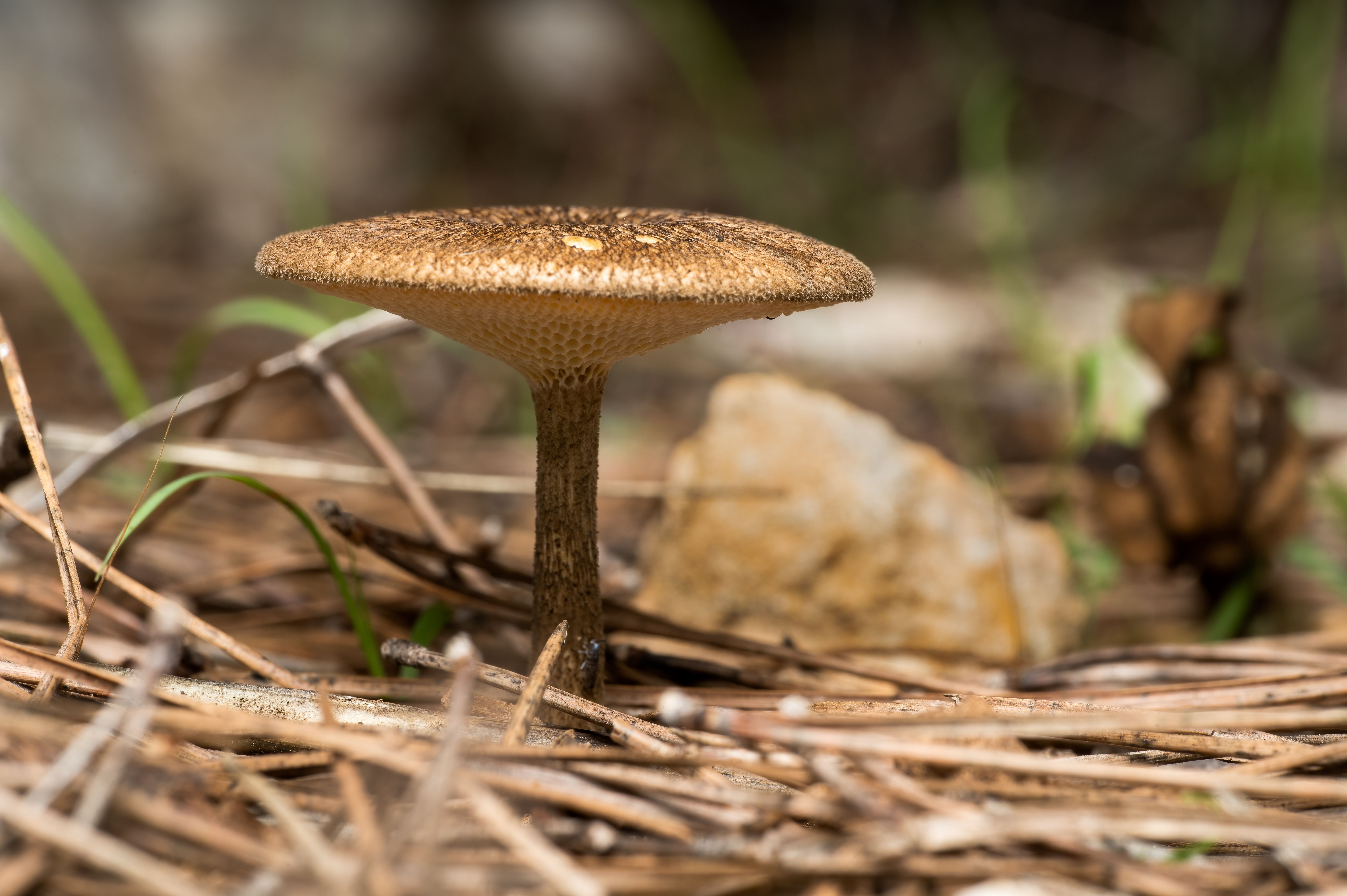 Detailed macro image of a mushroom growing amidst pine needles in a forest setting.