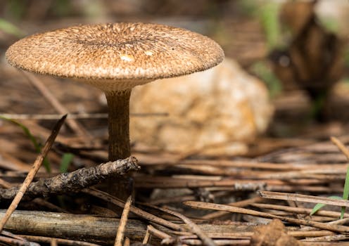 Image by Rafael Minguet Delgado