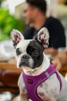 Adorable French Bulldog wearing a purple harness at an outdoor cafe, with a blurred background.