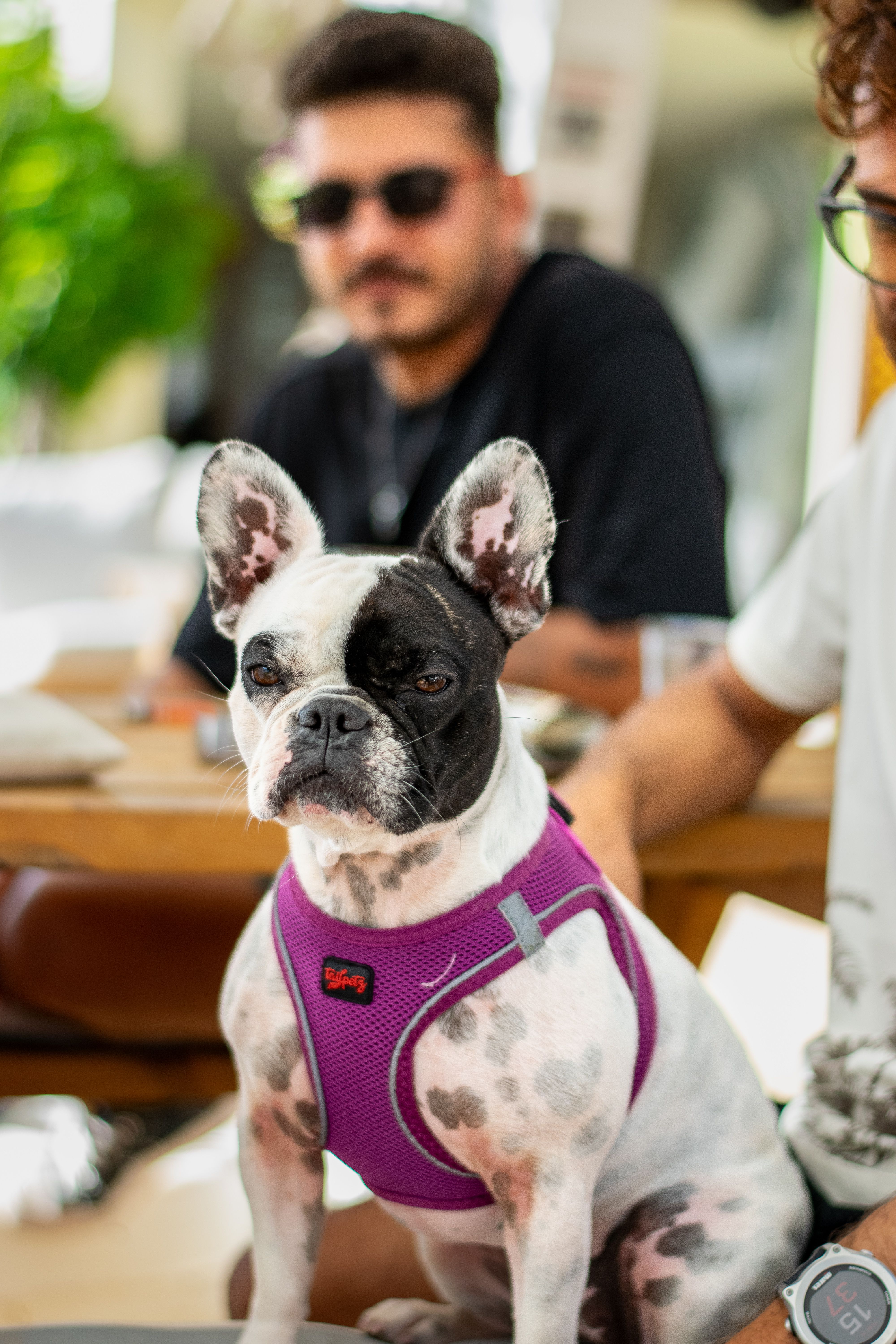 Chien accueilli en terrasse, ambiance café