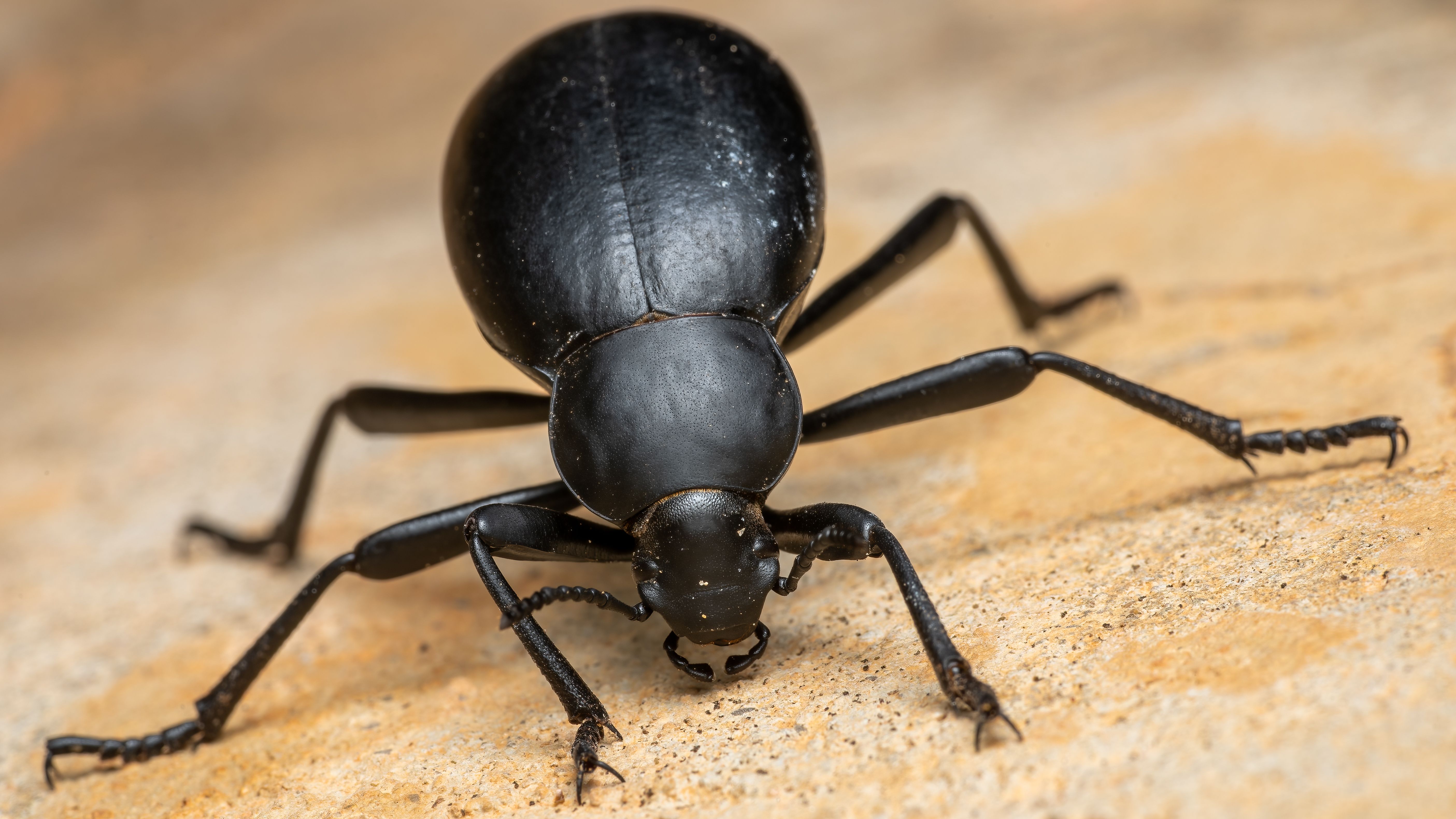 Fotomural Imagen de primer plano de un gran escarabajo negro sobre arenisca texturizada, que muestra características detalladas.