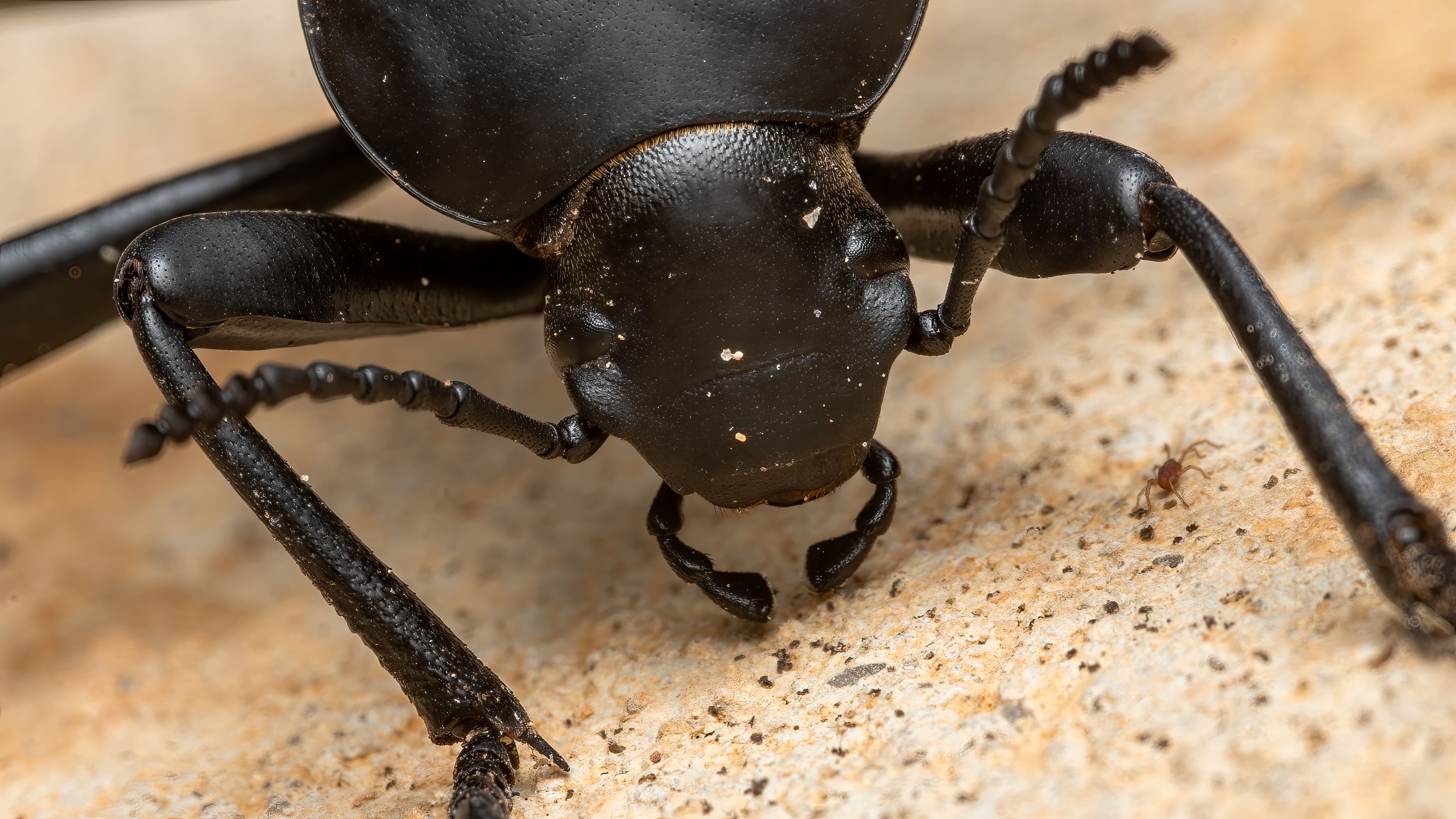 Fotomural Fotografía macro detallada de un escarabajo negro en un suelo arenoso en Picassent, España.