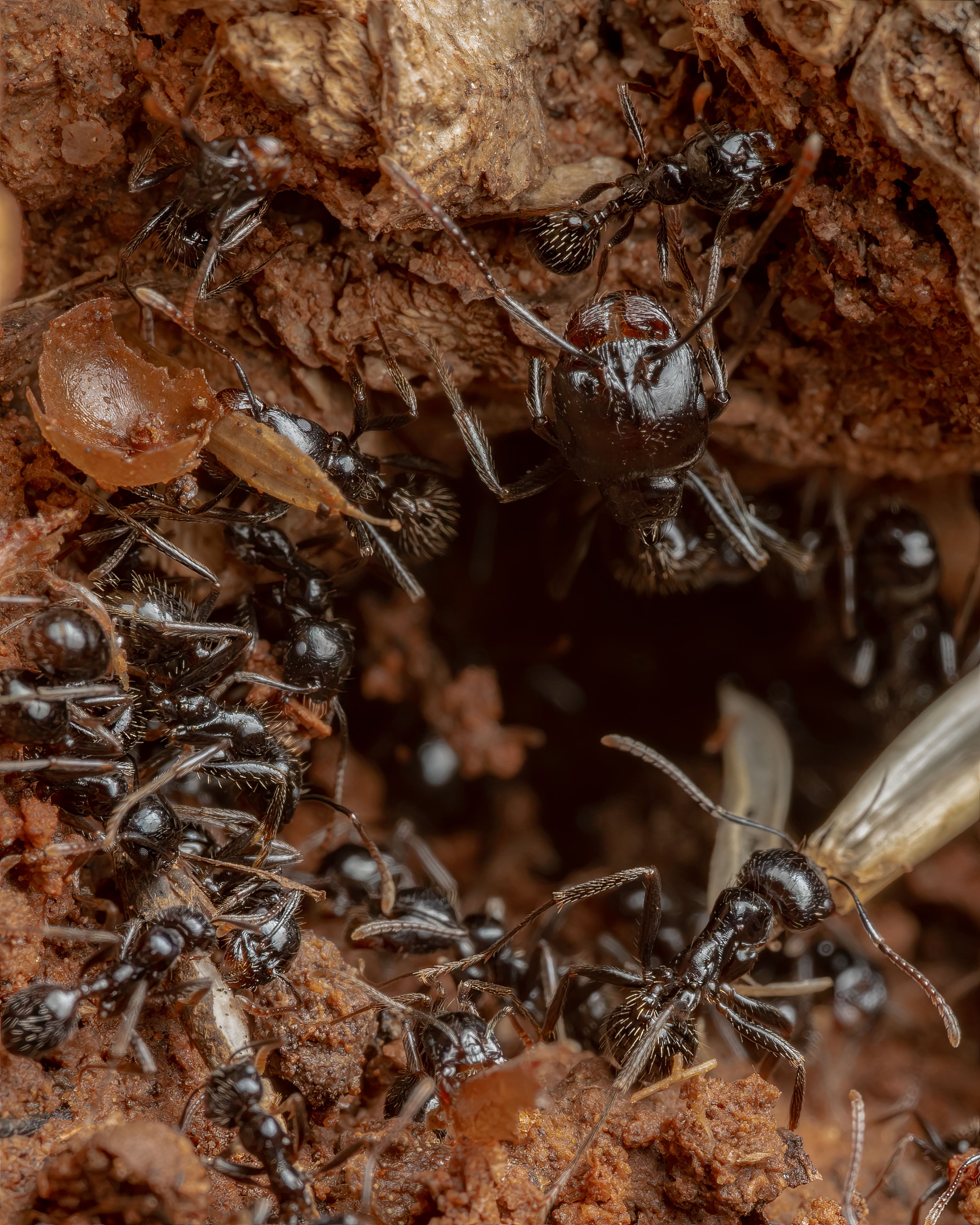 Build your own ant farm and watch the colony at work