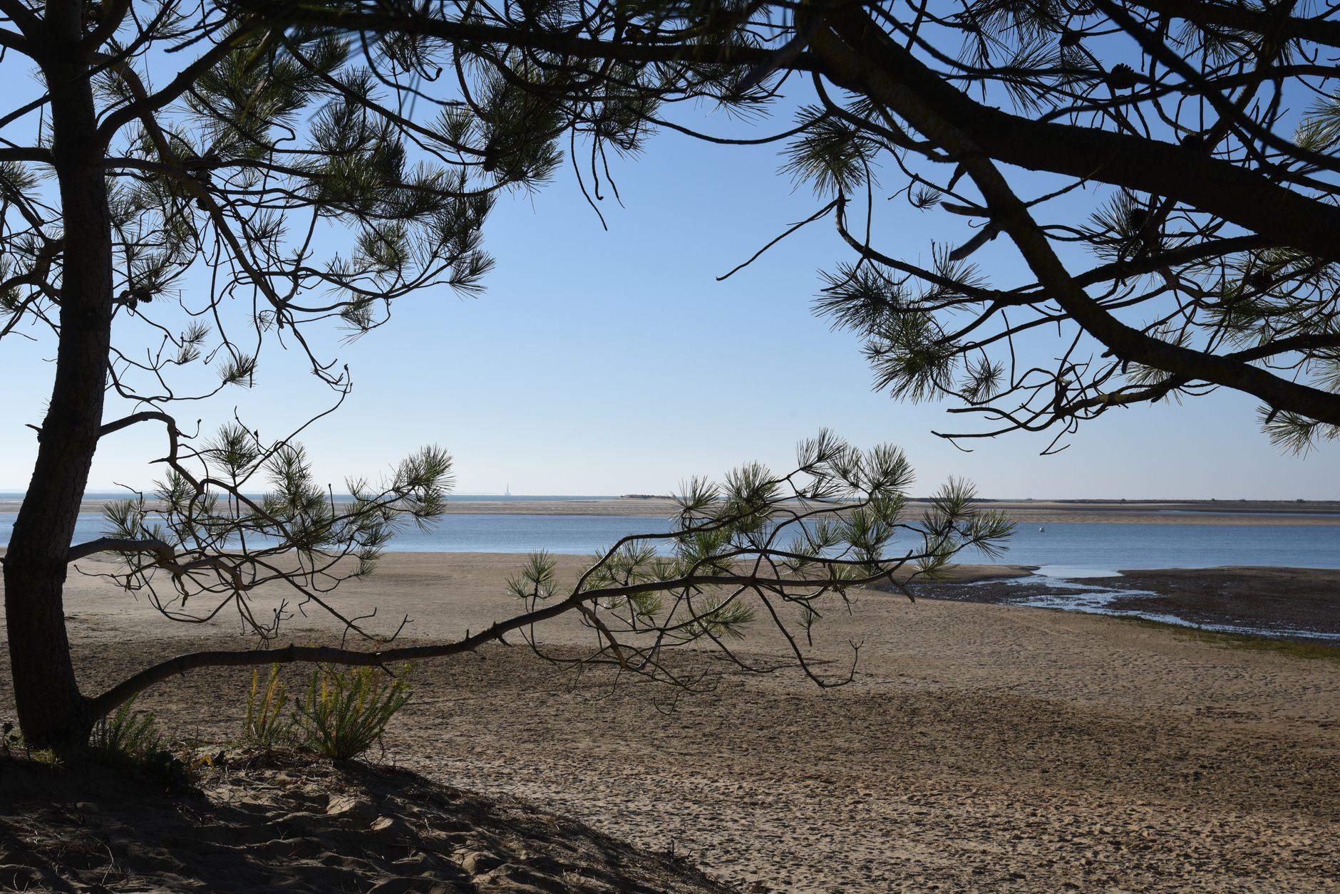Beautiful sandy beach scene under pine trees at Les Mathes, France.