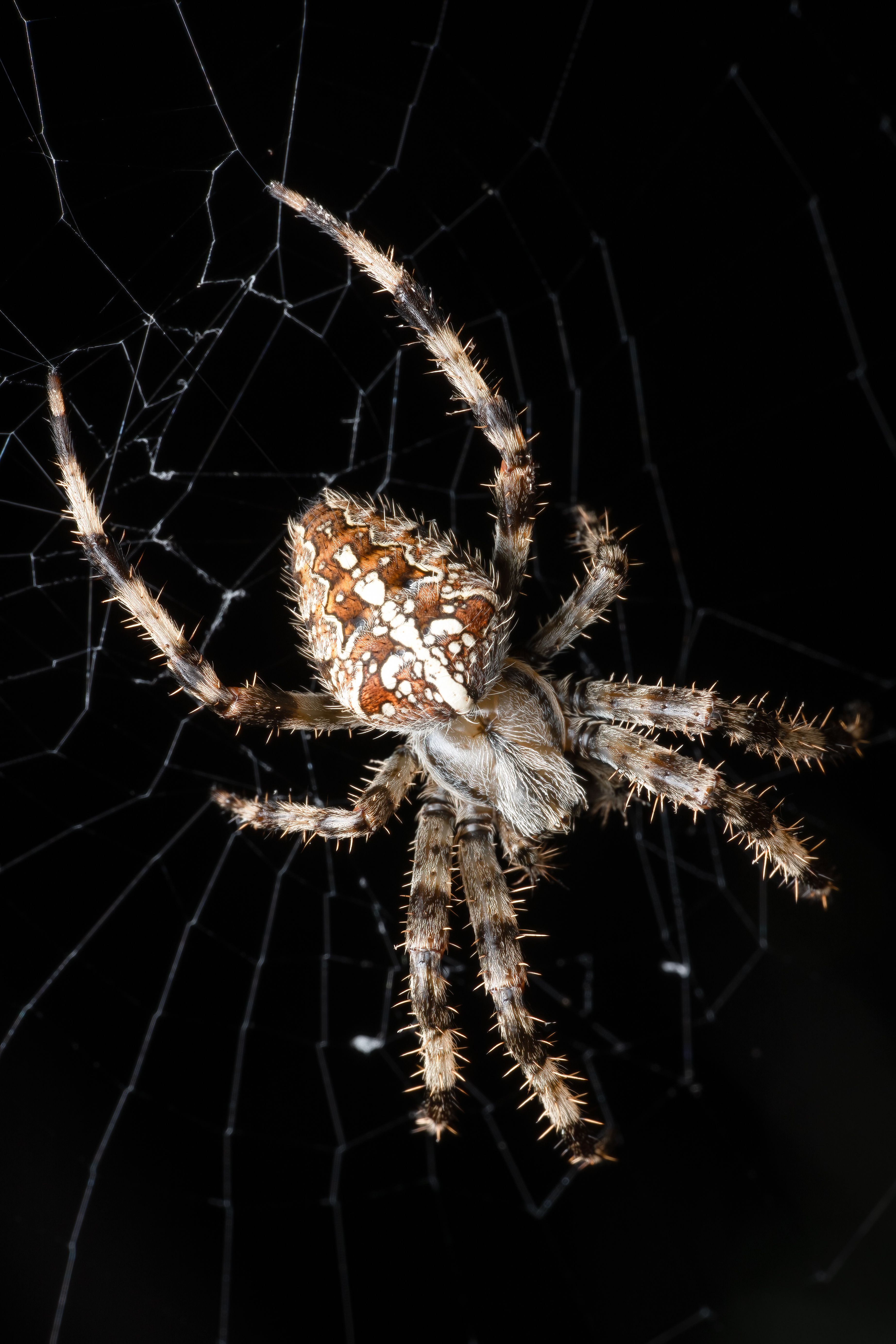 Macro Shot of Araneus Diadematus in Web at Night · Free Stock Photo