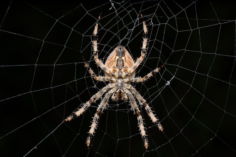 Detailed shot of an Araneus diadematus spider on its web during daytime outdoors.