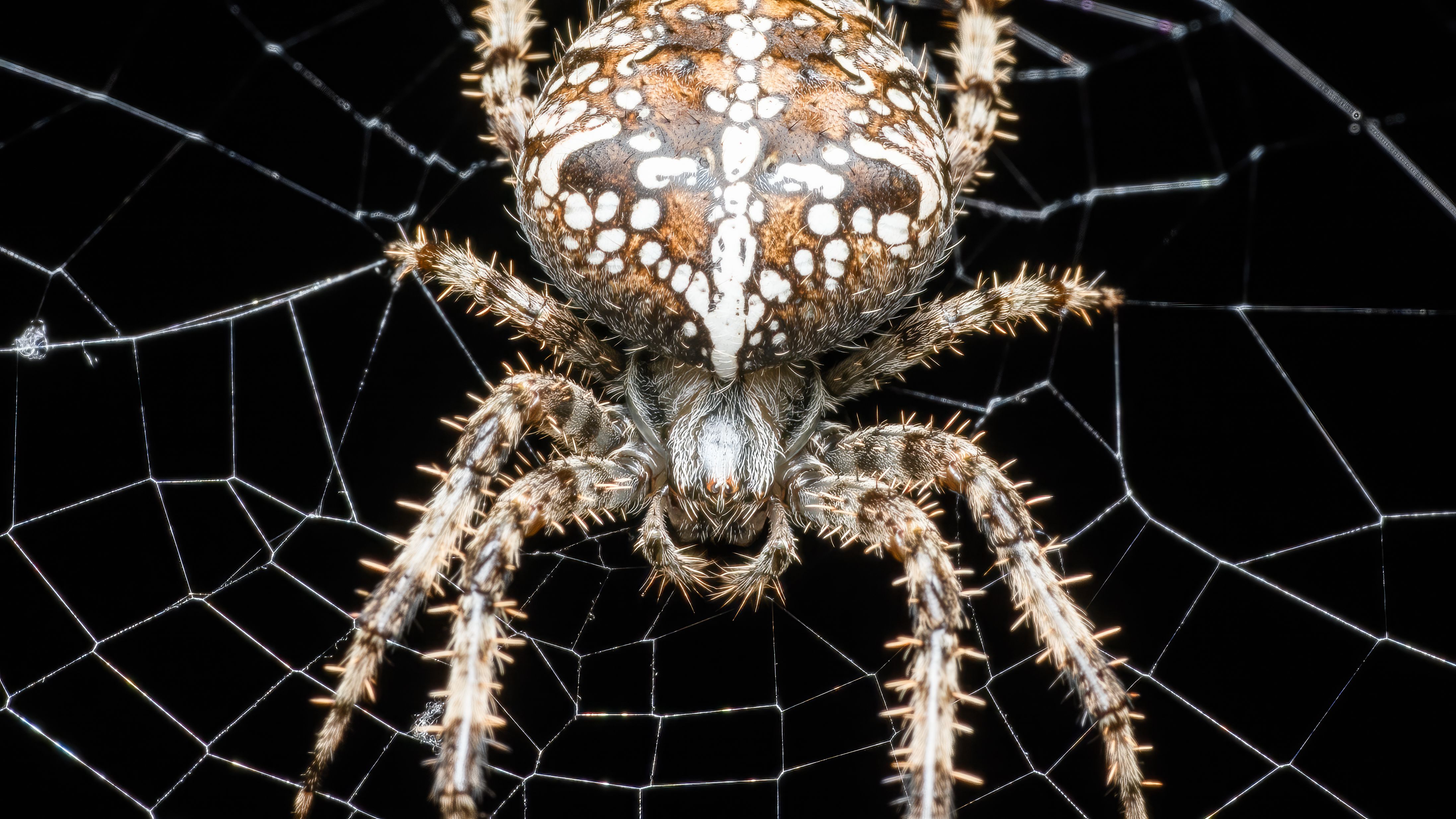 Close-up of European Garden Spider on Web · Free Stock Photo