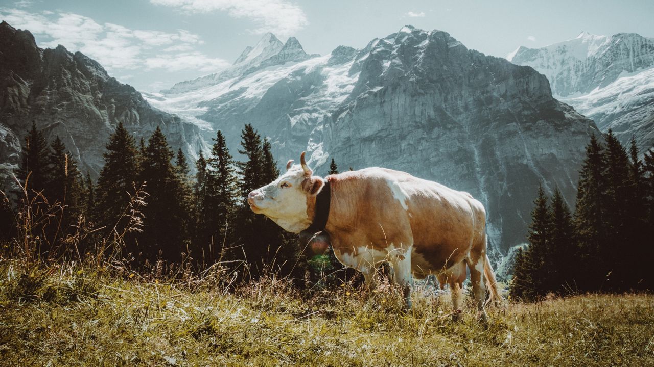 a cow with a bell grazing in grindelwald switzerland with majestic alp