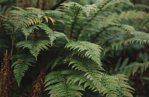 Free Green Fern Plant in Close-Up Photography Stock Photo