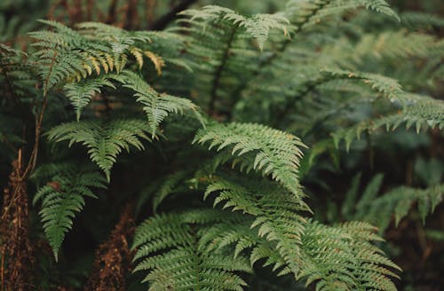 Green Fern Plant in Close-Up Photography