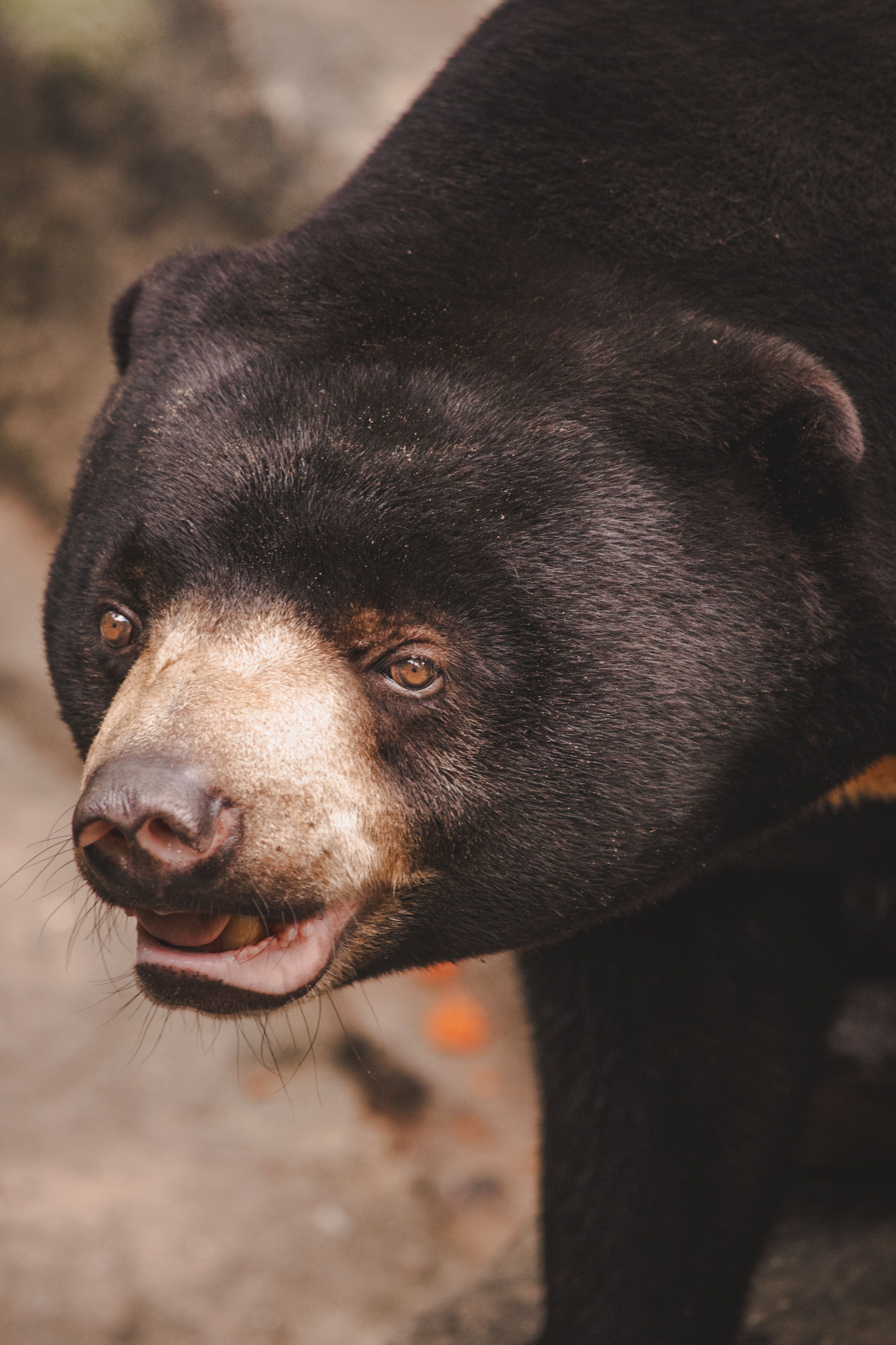 Fotomural Un primer plano detallado de un oso soleado mostrando sus distintivas características faciales en un entorno natural.