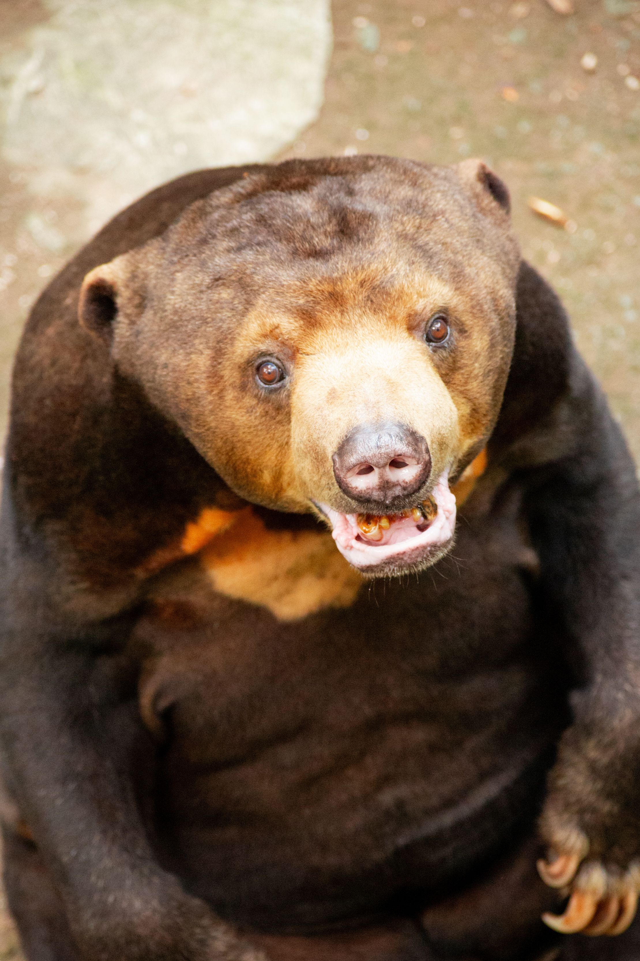 Close-up of a Bornean Sun Bear in Natural Habitat · Free Stock Photo
