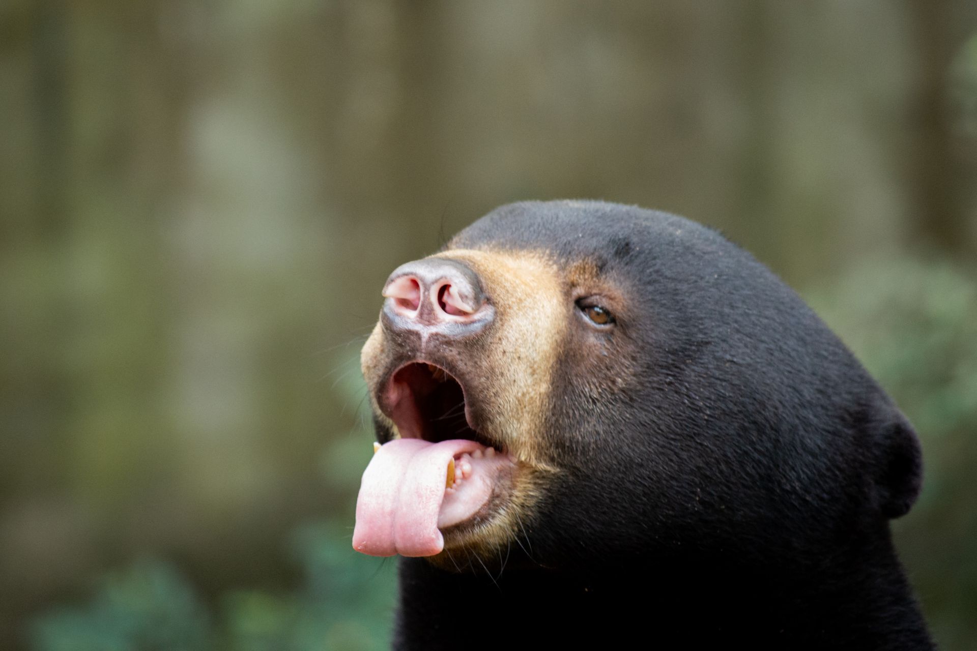 Playful sun bear with tongue out captured outdoors in a detailed close-up shot.