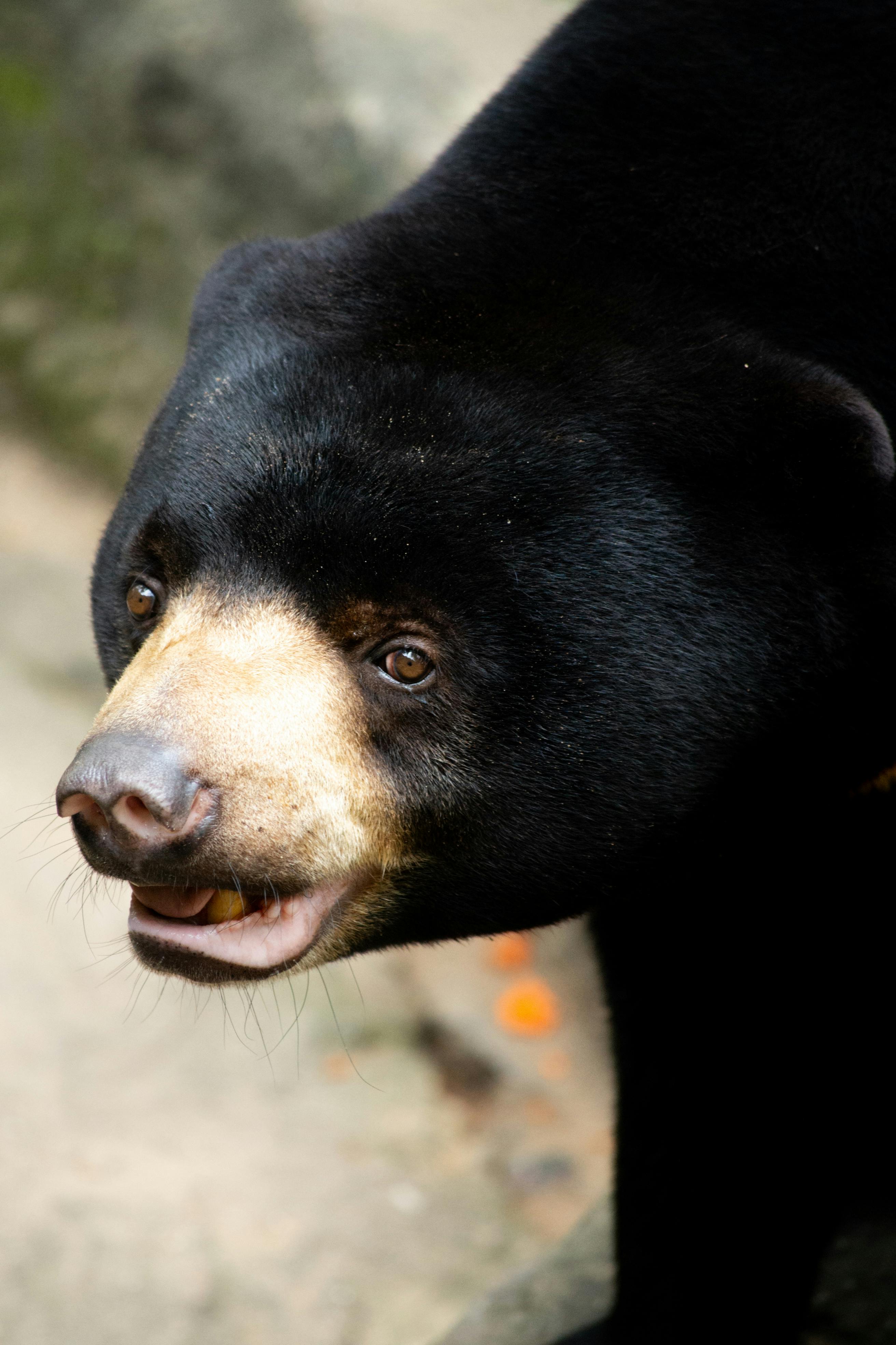 Bear Greg - Eon 01 Eon