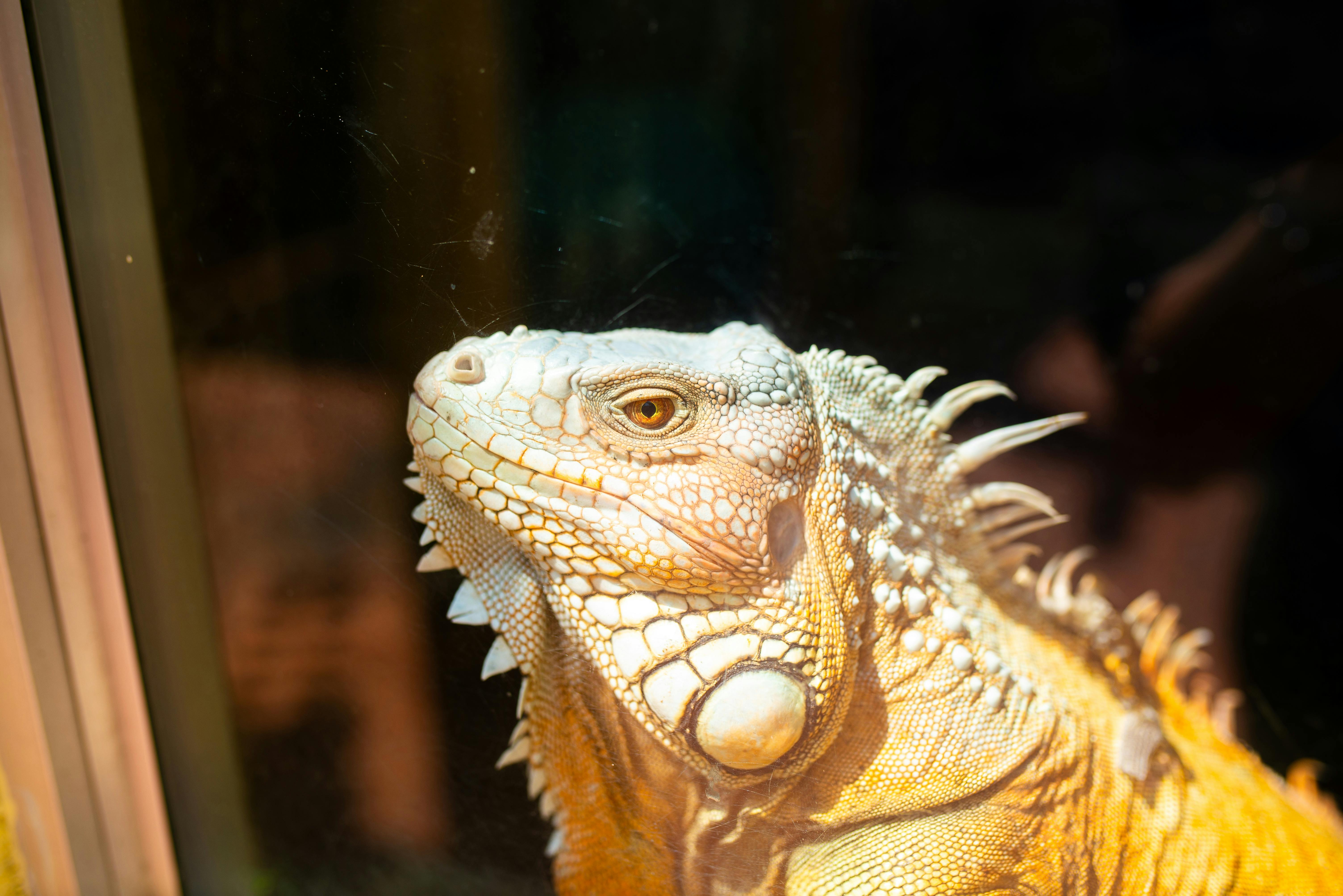 How To Take Great Care Of Your Pet Iguana