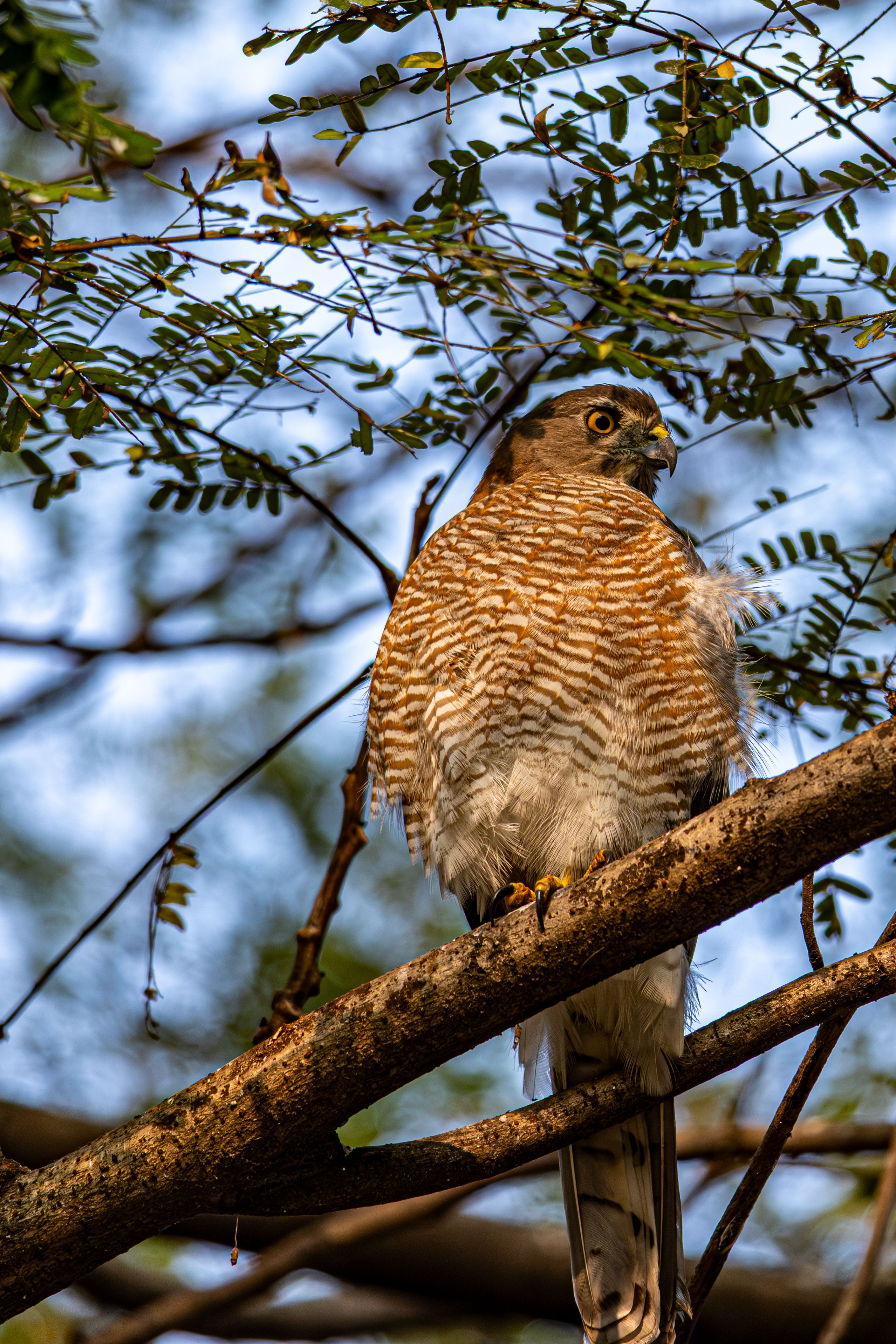 Close-up of a Sharp-shinned Hawk on Tree Branch · Free Stock Photo
