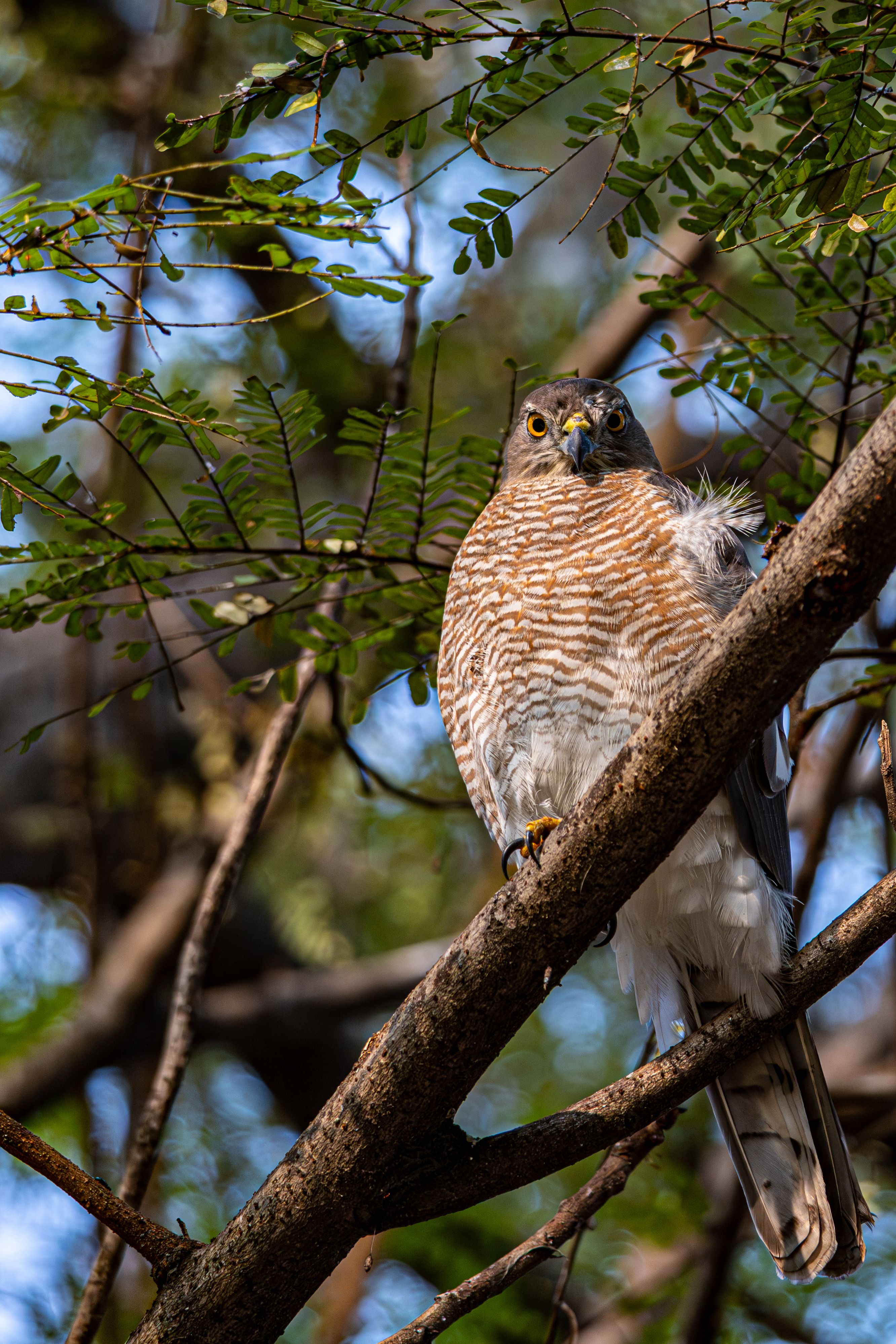 Cooper's Hawk Perched on Tree Branch · Free Stock Photo