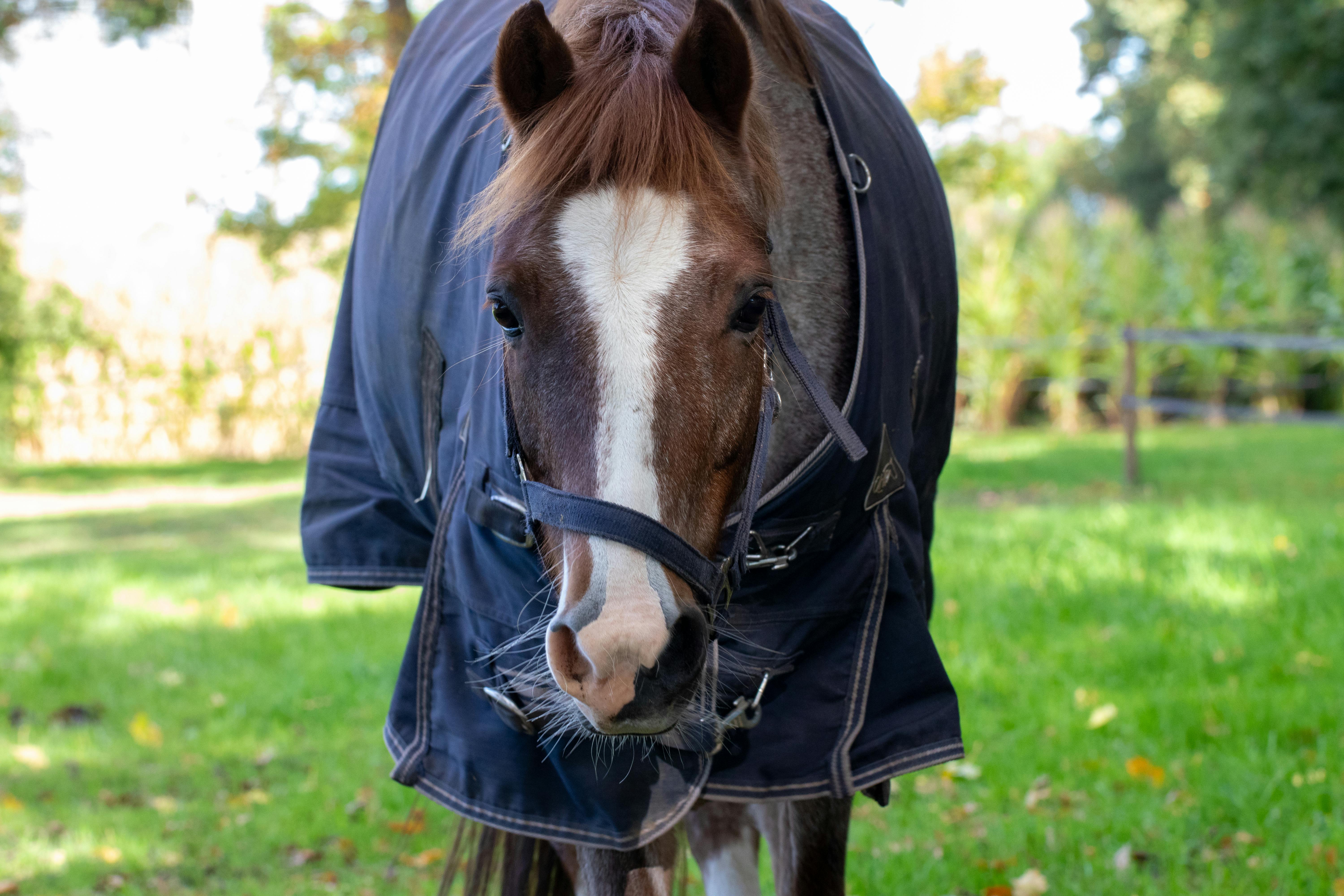 A horse wearing a blanket standing in a lush green field on a sunny day.