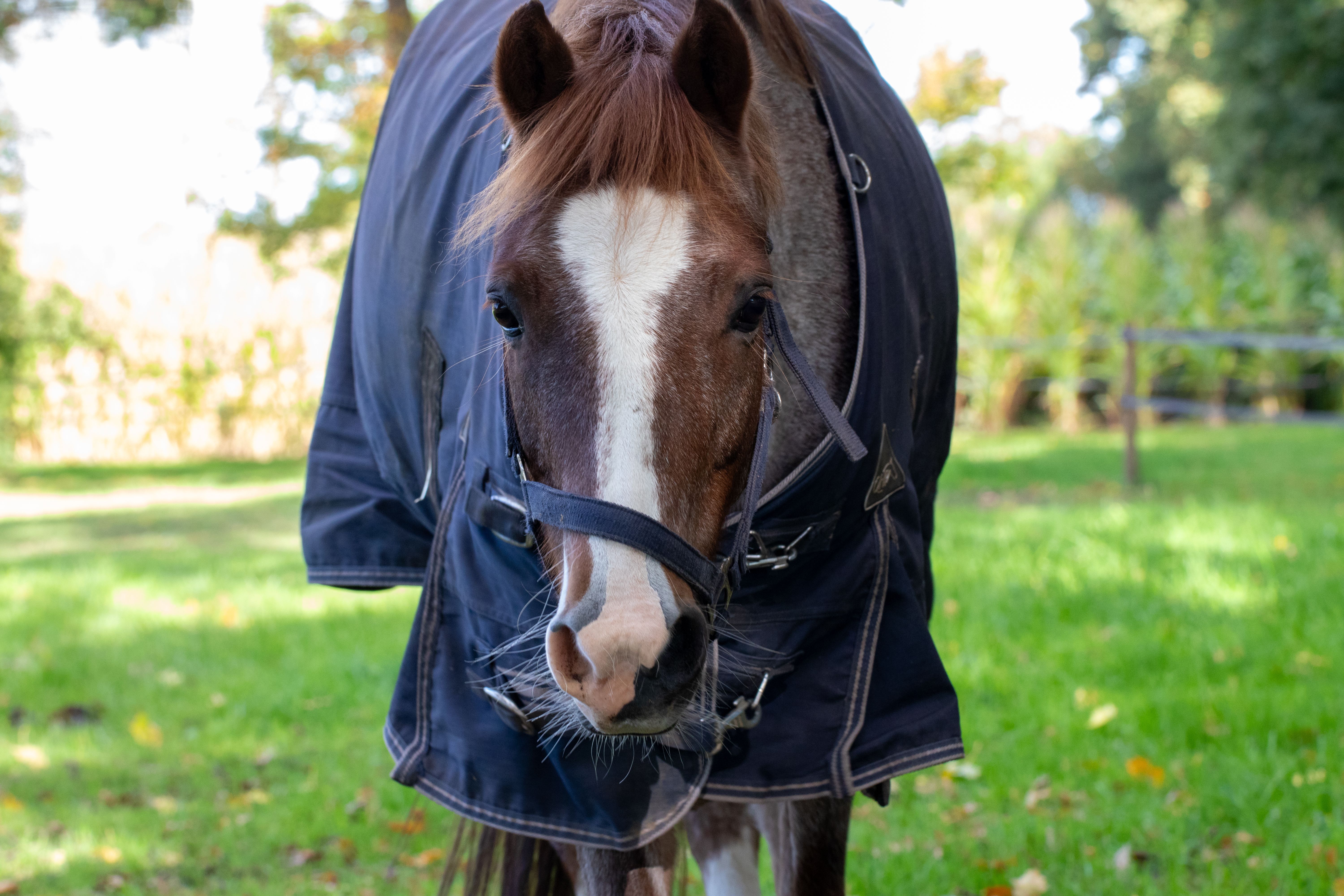 Best Horse Blankets in 2026: 7 Real Picks for Every Climate