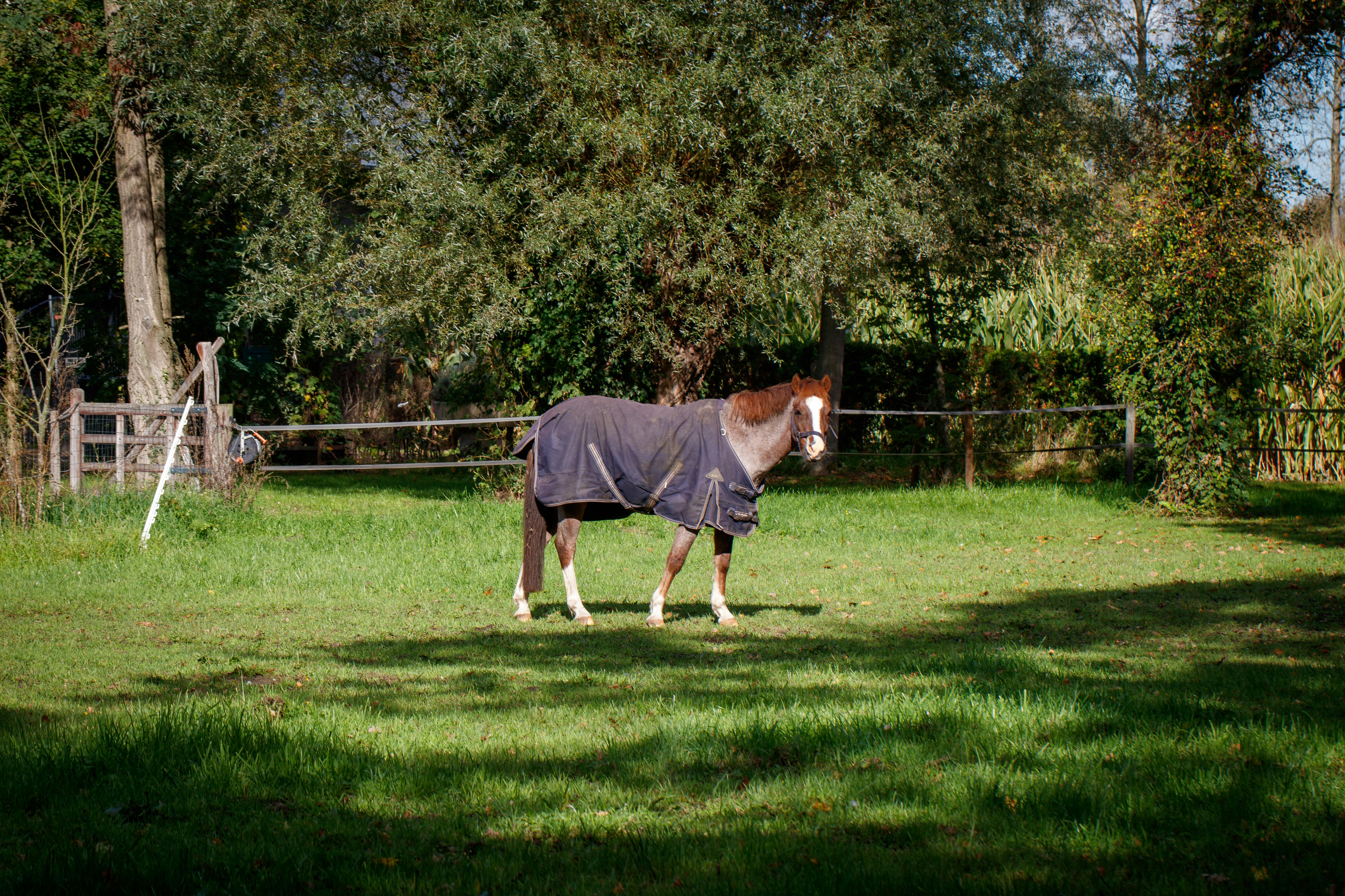 Incredible Benefits of Organic Plant Extracts