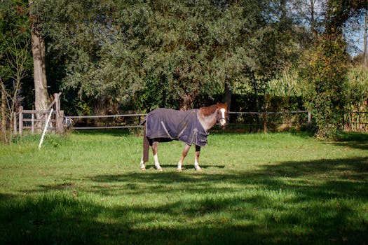 Photo by Freek Wolsink A brown horse wearing a blanket stands in a sunlit pasture surrounded by lush green trees.