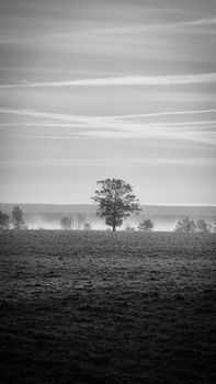 A black and white photo of a lone tree in a misty open field during dawn, creating a serene atmosphere.
