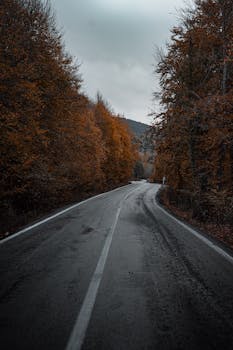 Explore a serene autumn road winding through a forest in Bolu, Türkiye, capturing the essence of fall.