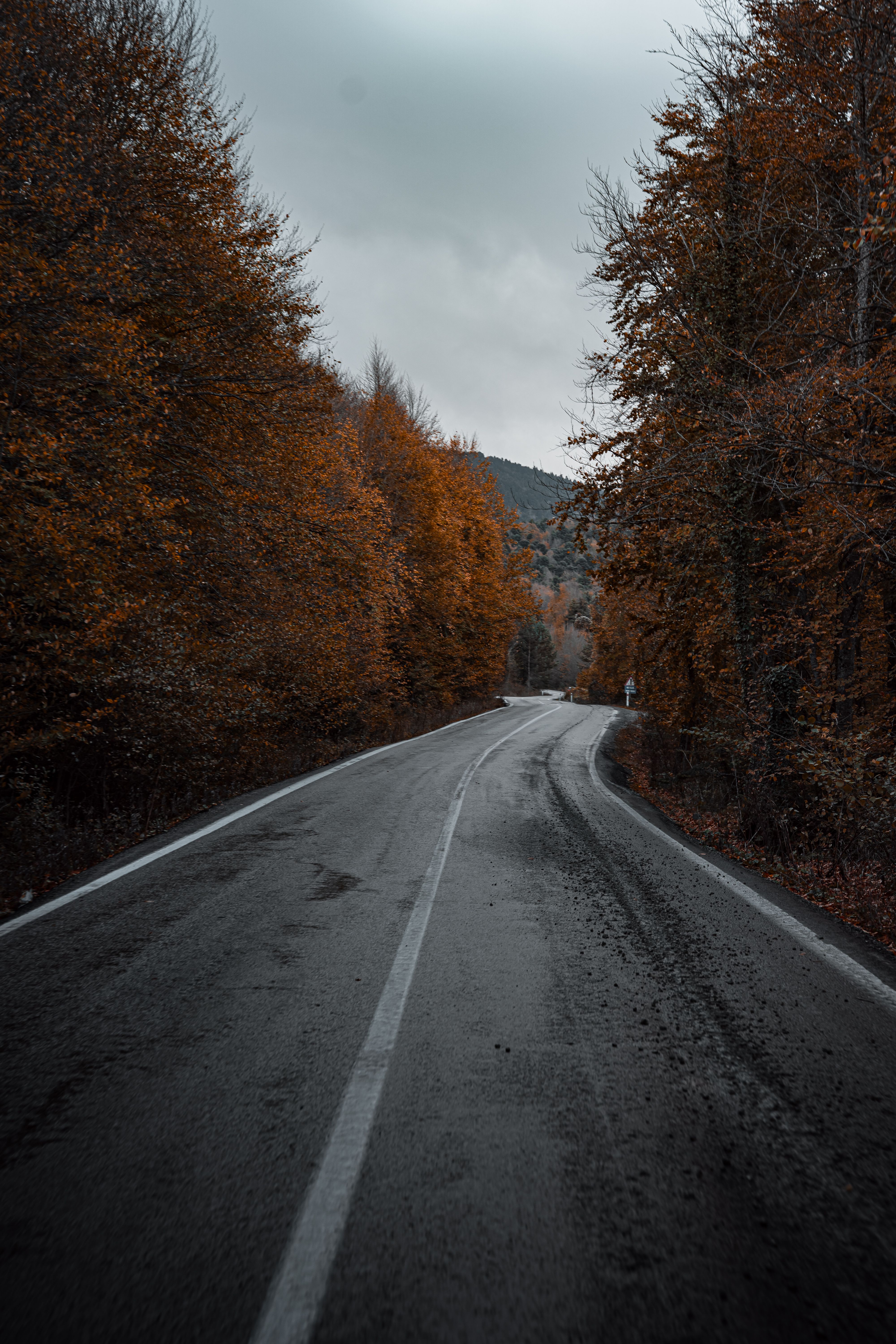 Asphalt Road in Between Bare Trees · Free Stock Photo