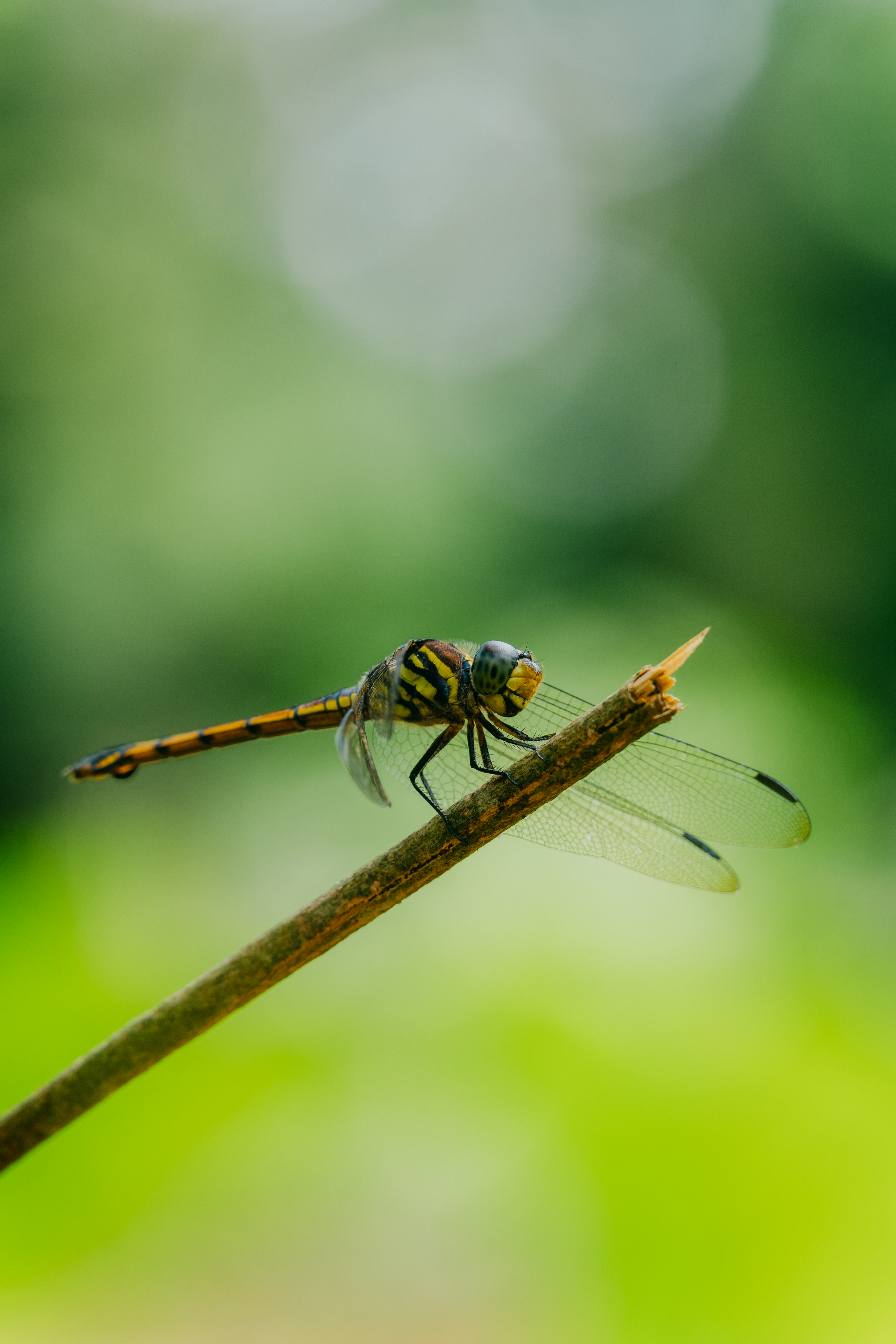 Close-up of Dragonfly Perched on a Twig · Free Stock Photo
