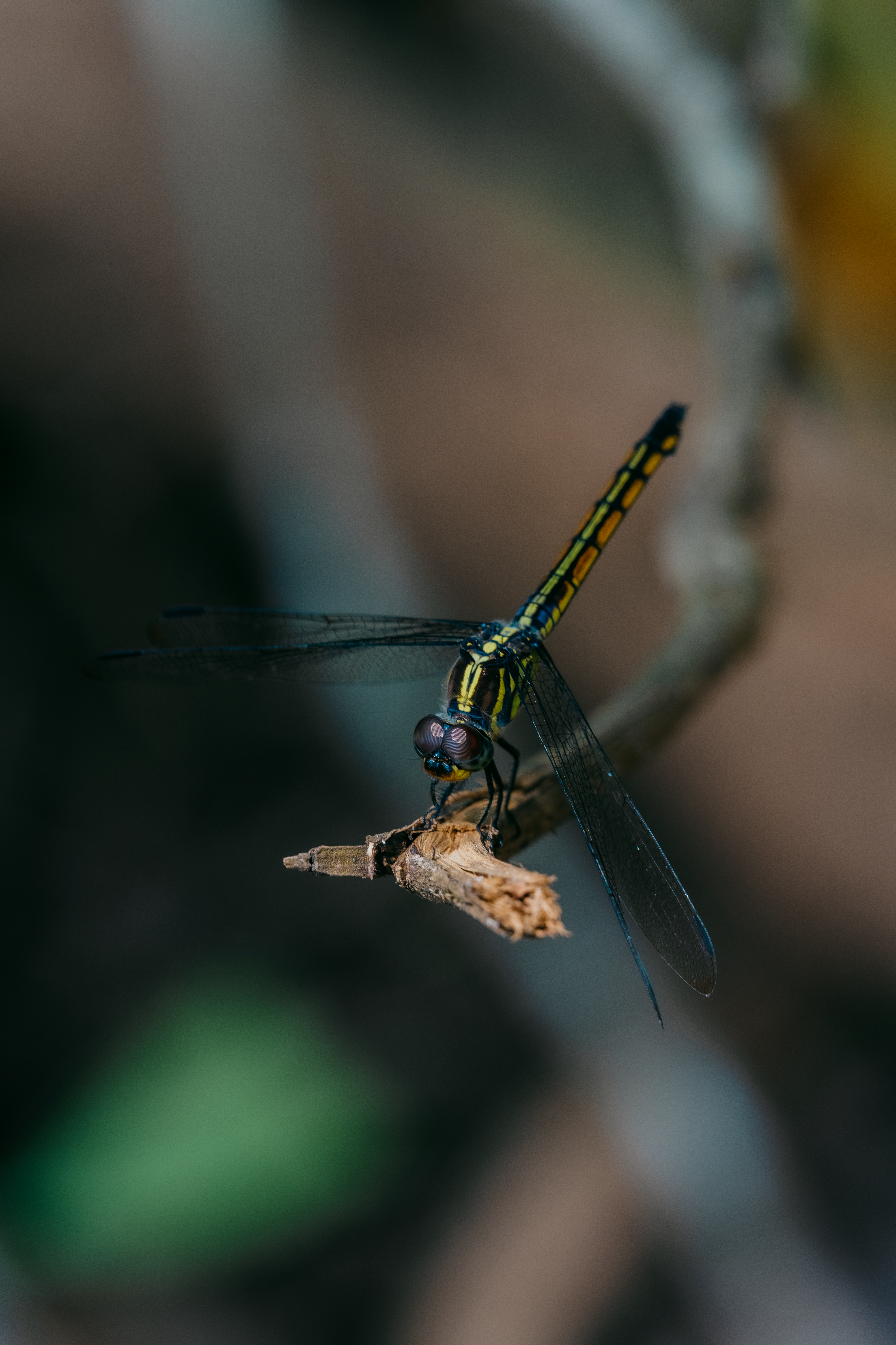 Close-up of a Dragonfly on a Twig · Free Stock Photo