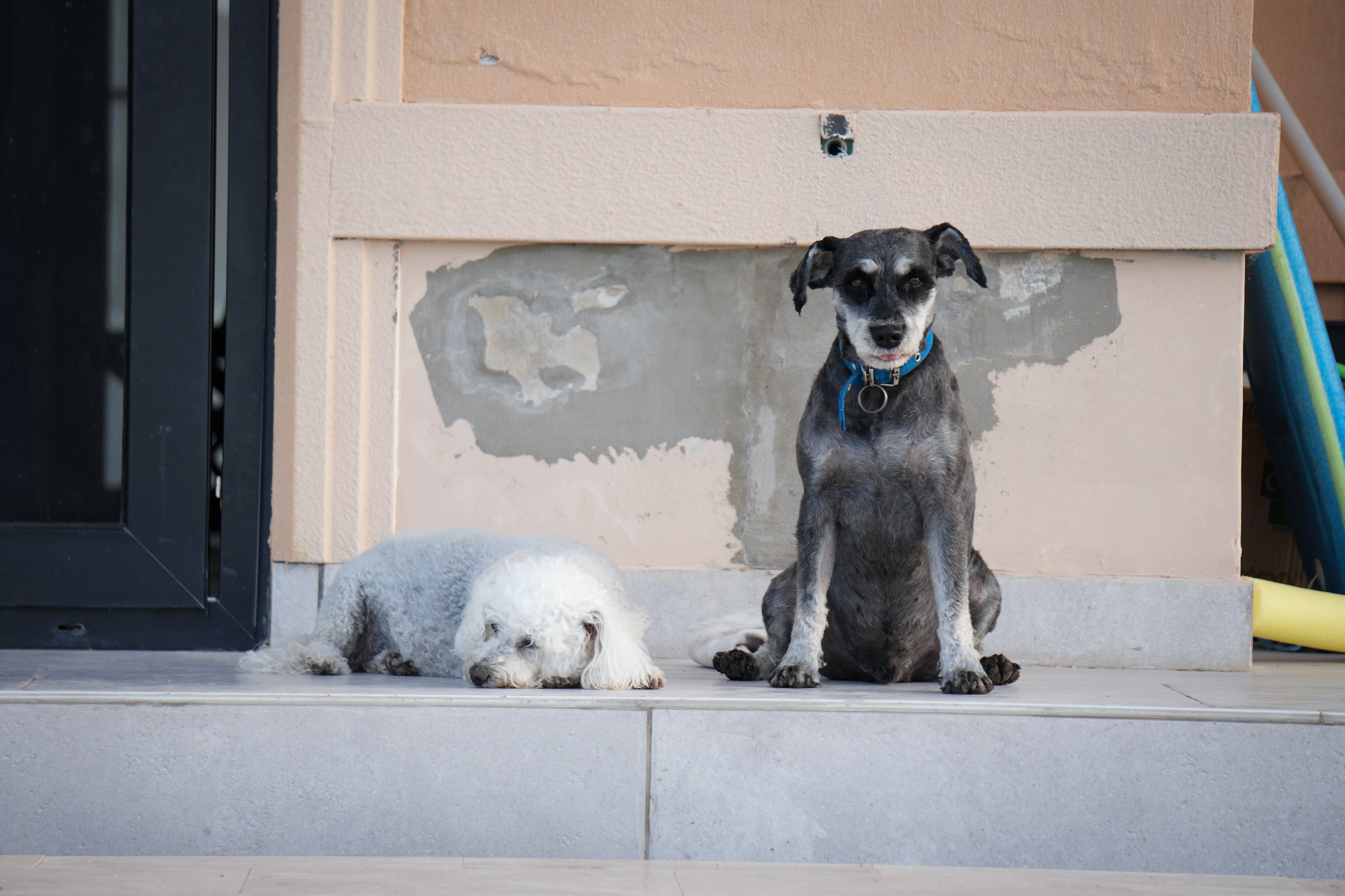 How Pet Insurance Prices The Risk It Covers