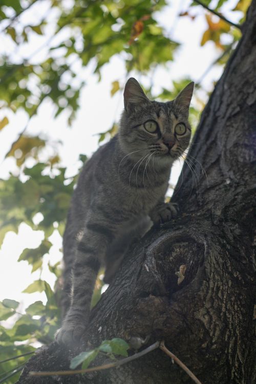 Free A curious tabby cat climbs a tree outdoors with lush green leaves in the fall. Stock Photo
