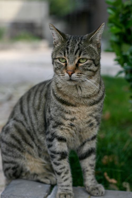 Free Grey tabby cat sitting outdoors on a sunny day, showcasing its stripes. Stock Photo