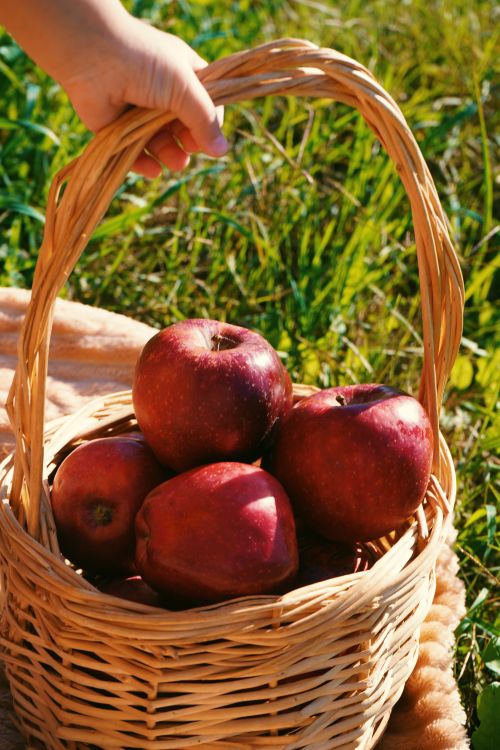 Free A hand holding a wicker basket filled with red apples on green grass. Stock Photo