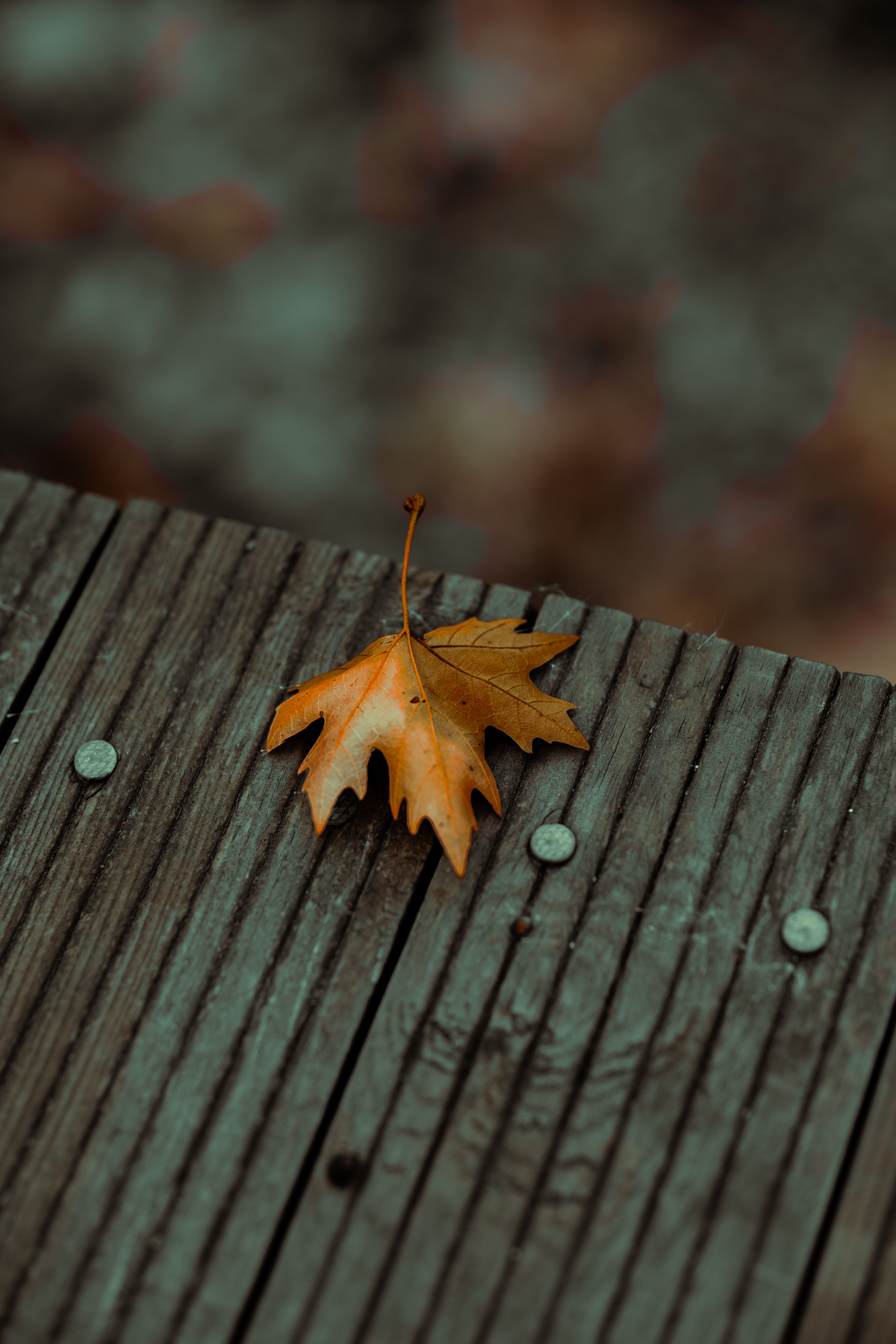 still life