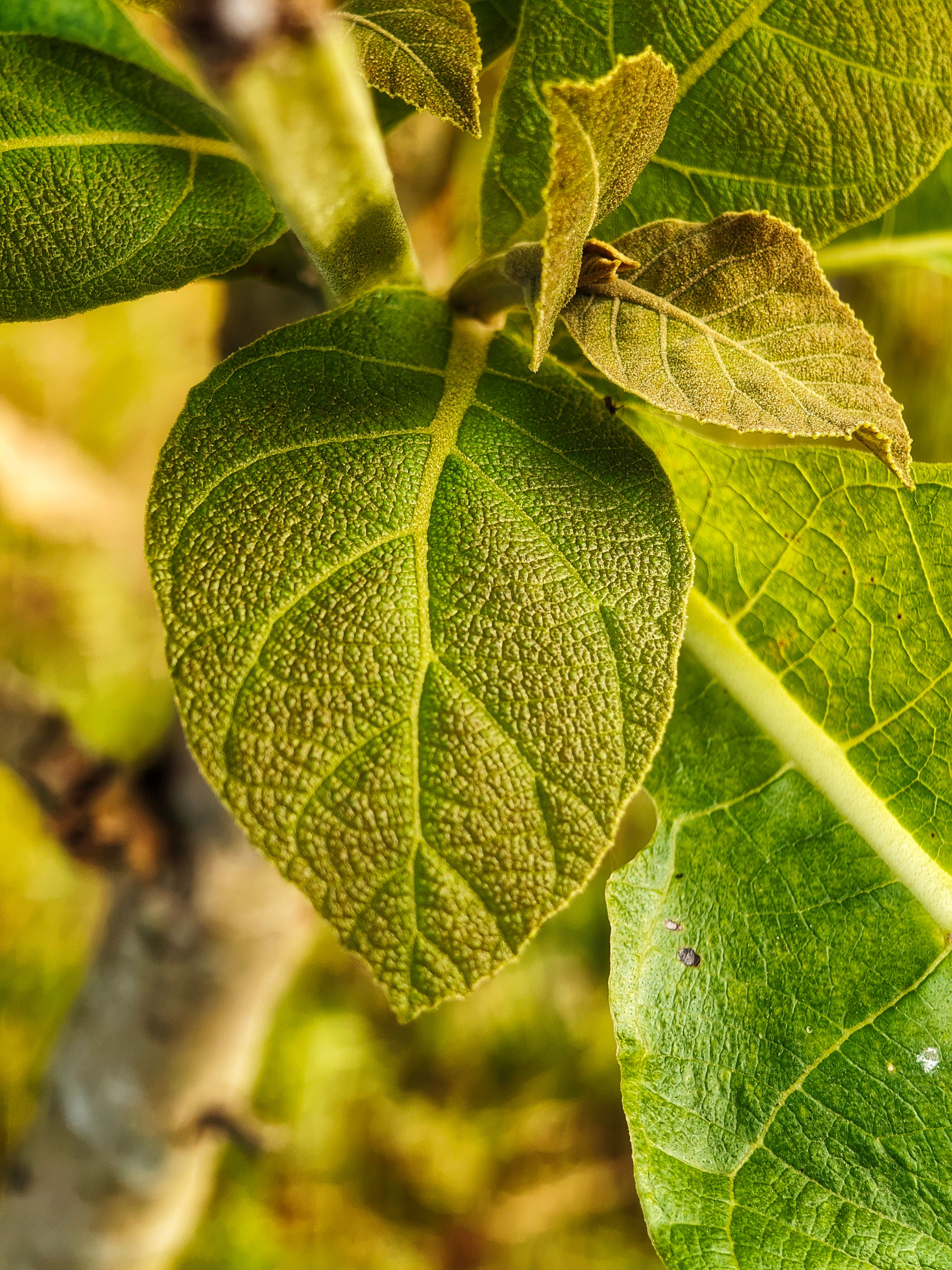 Teak Tree Plant Photos, Download The BEST Free Teak Tree Plant Stock ...