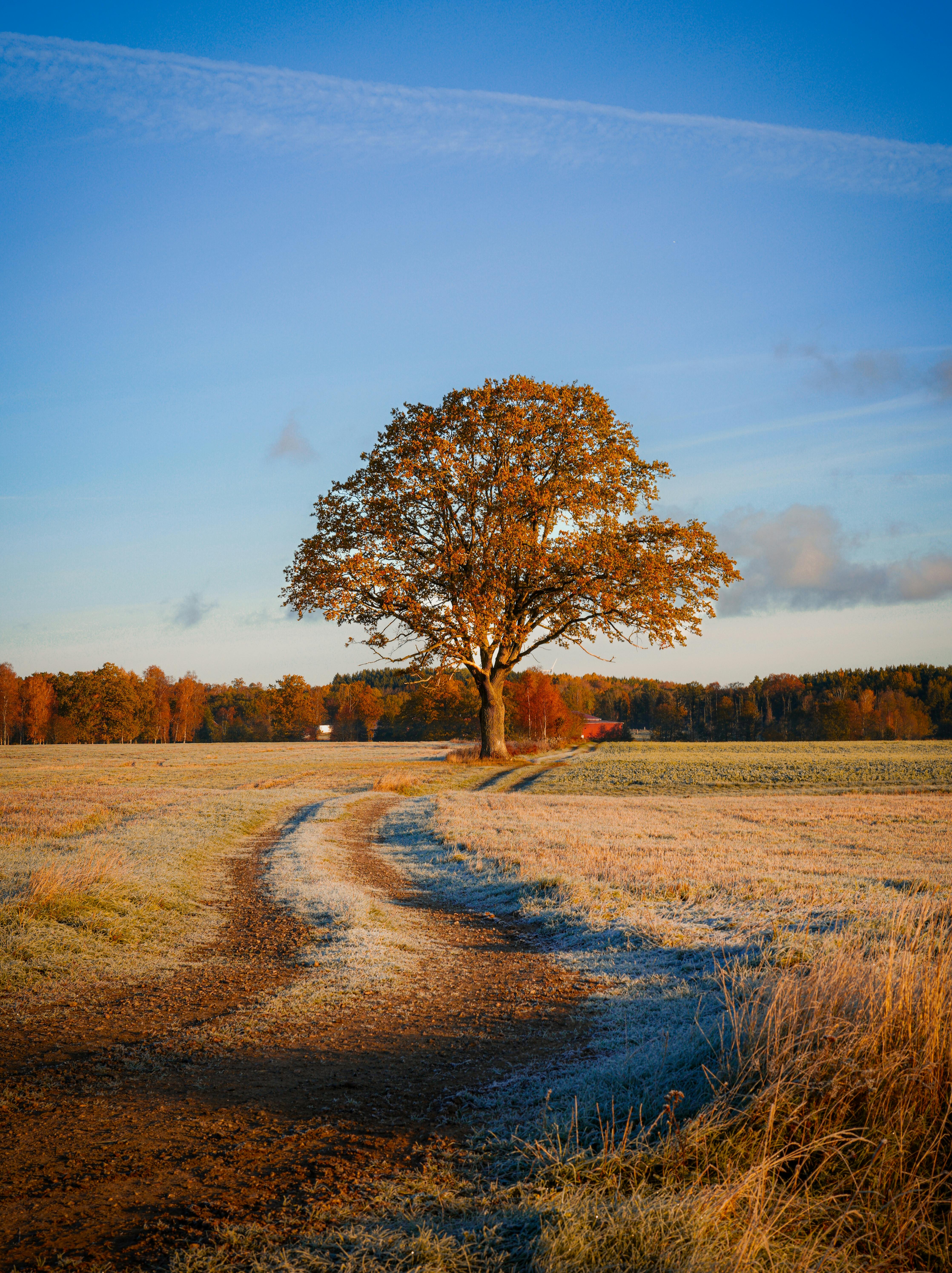 A solitary tree stands in a frost-kissed field under a clear autumn sky, radiating tranquility.