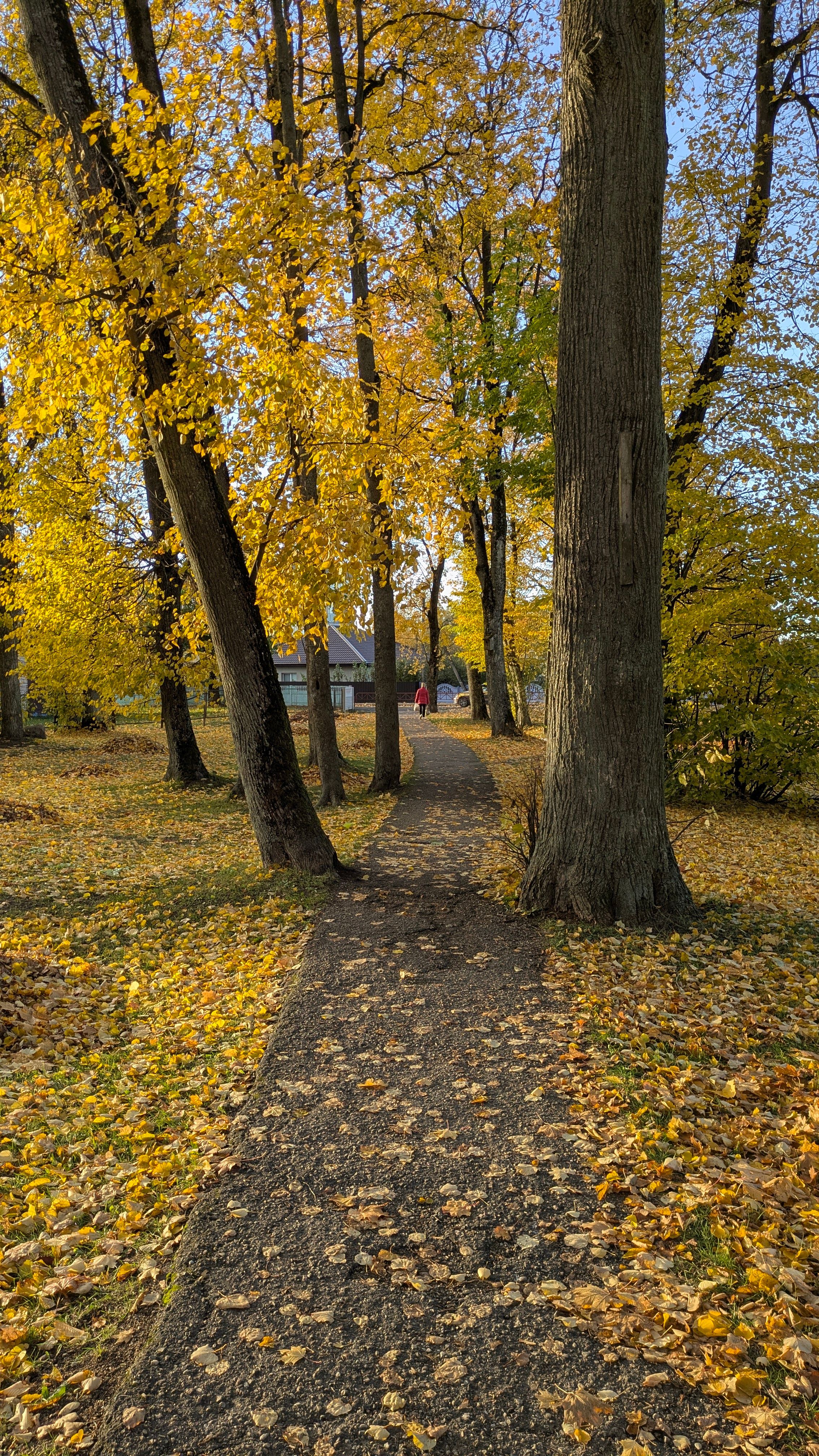 Pathway Covered with Vibrant Yellow Autumn Leaves · Free Stock Photo