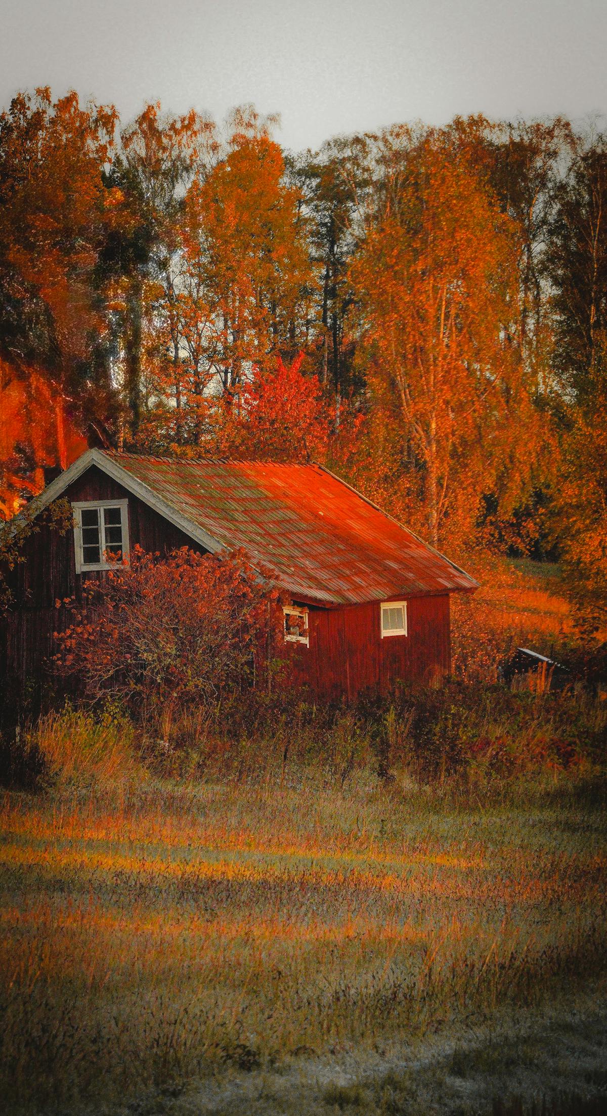 Dense green forest with sunlight filtering through trees