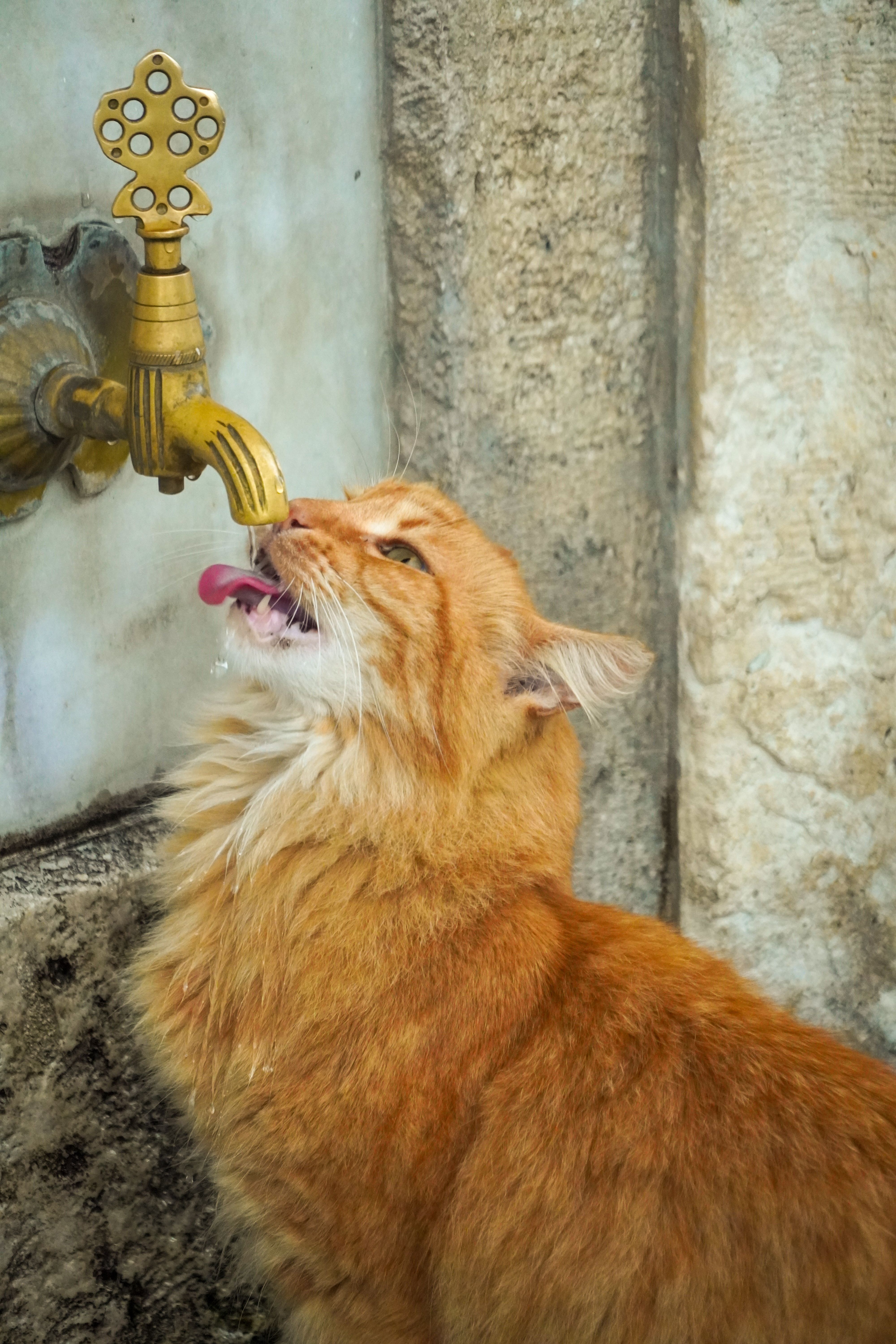 Xiaomi Smart Pet Water Dispenser