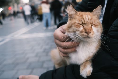 Free Cute orange cat enjoying a head scratch on bustling İstiklal Street in Istanbul. Stock Photo
