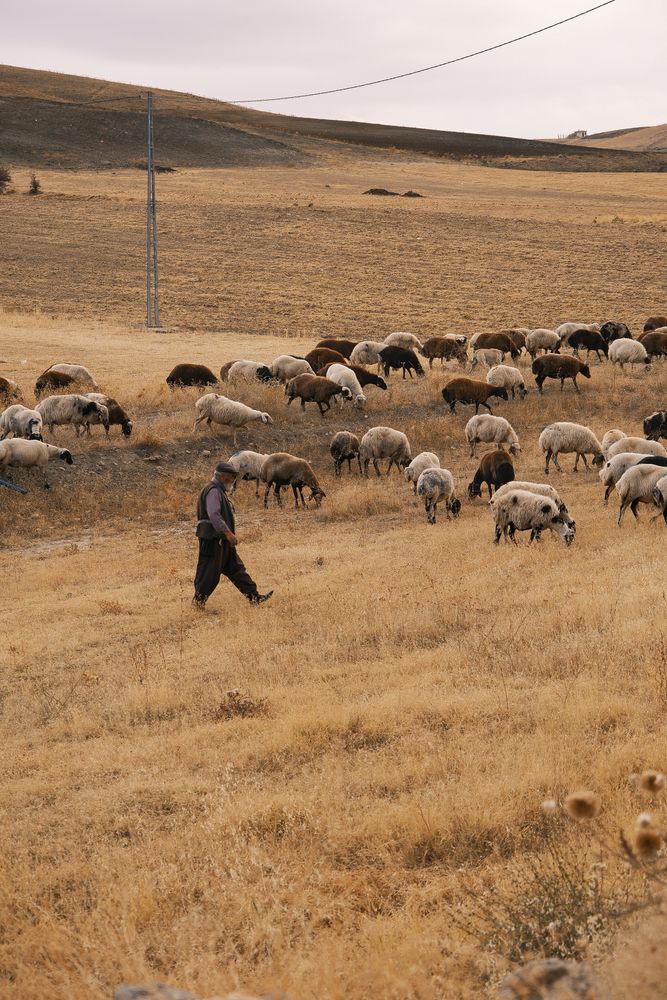 Shepherd Photos, Download The BEST Free Shepherd Stock Photos & HD Images
