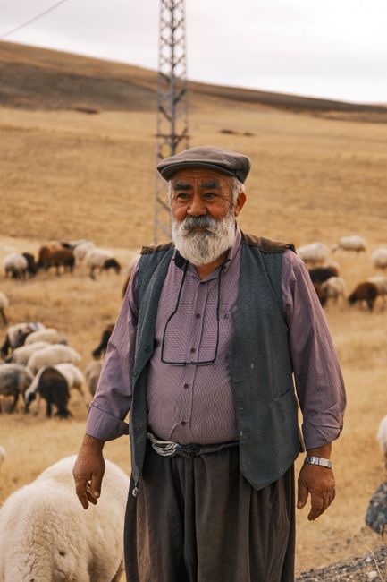 An elderly shepherd standing in a field with a flock of sheep in the background.