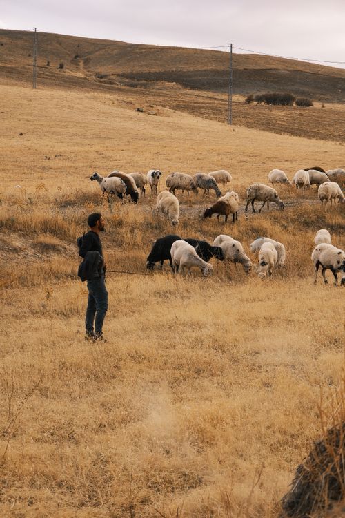 Free A man observes a flock of sheep grazing on a dry field, capturing a serene rural scene. Stock Photo