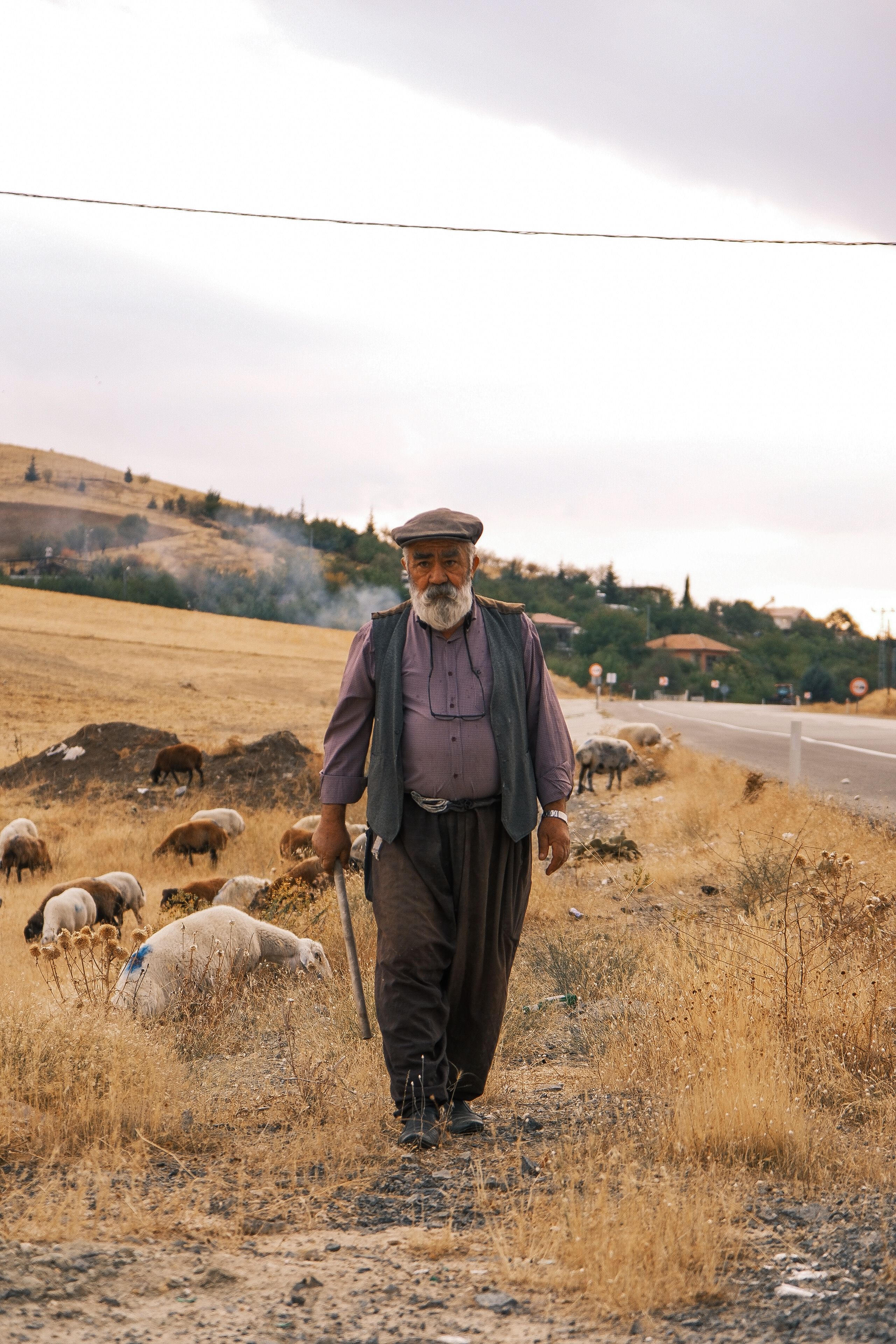 Shepherd Walking with Flock on Rural Roadside · Free Stock Photo